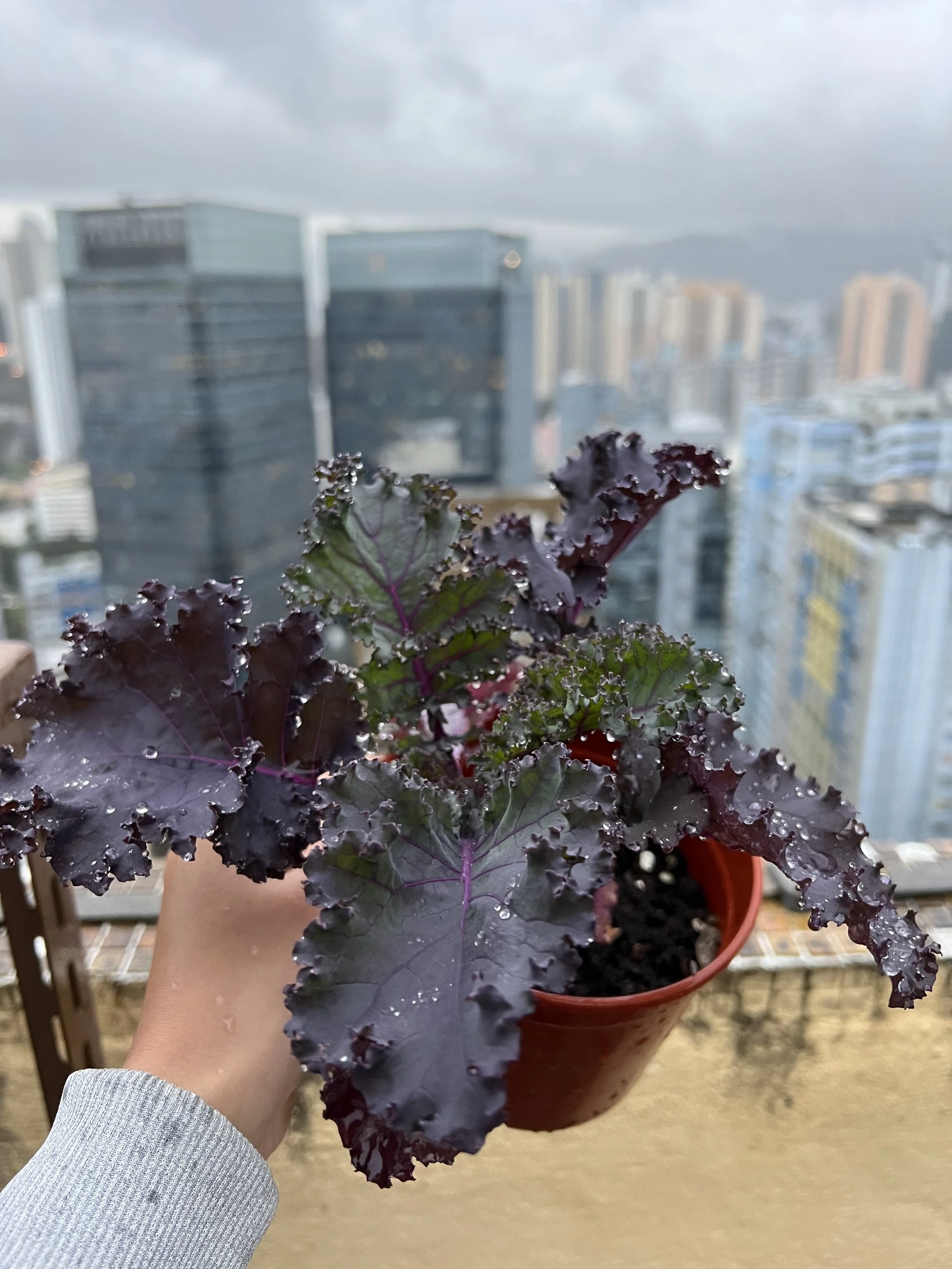 Organic Purple Kale Seedling / 有機紫羽衣甘藍苗