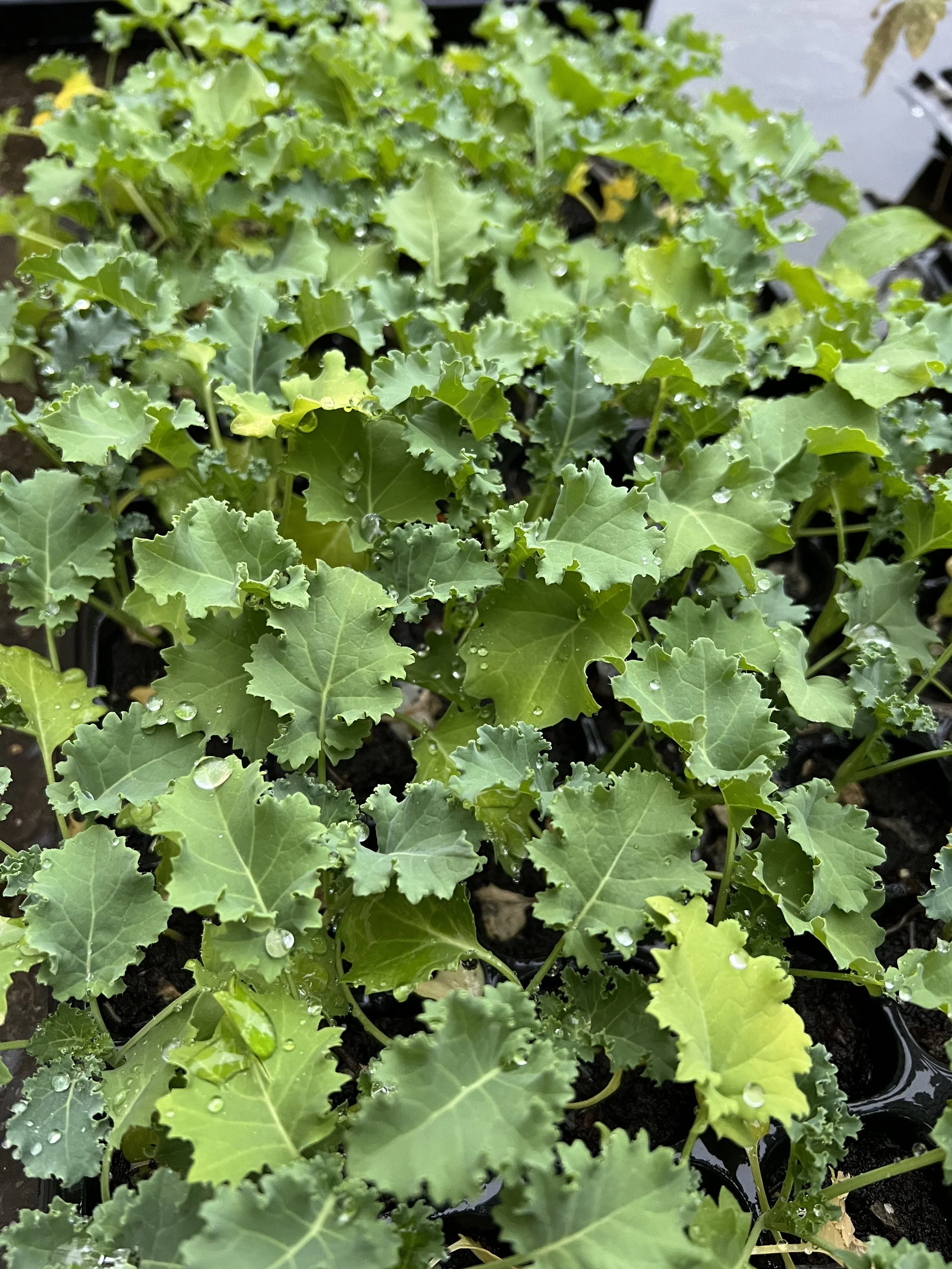 Organic Curly Kale Seedling x4 / 有機羽衣甘藍苗4棵