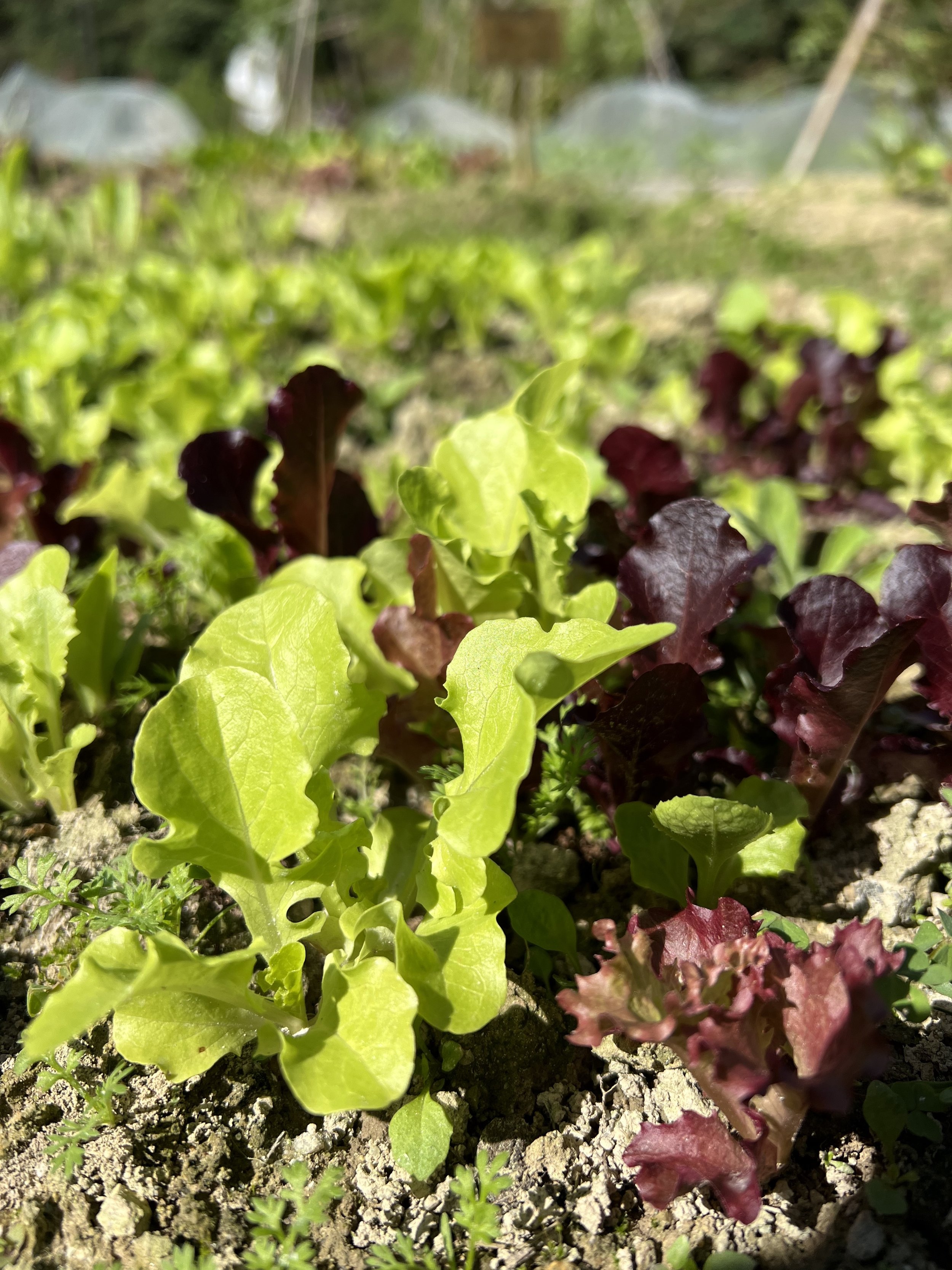 Allotment Rental