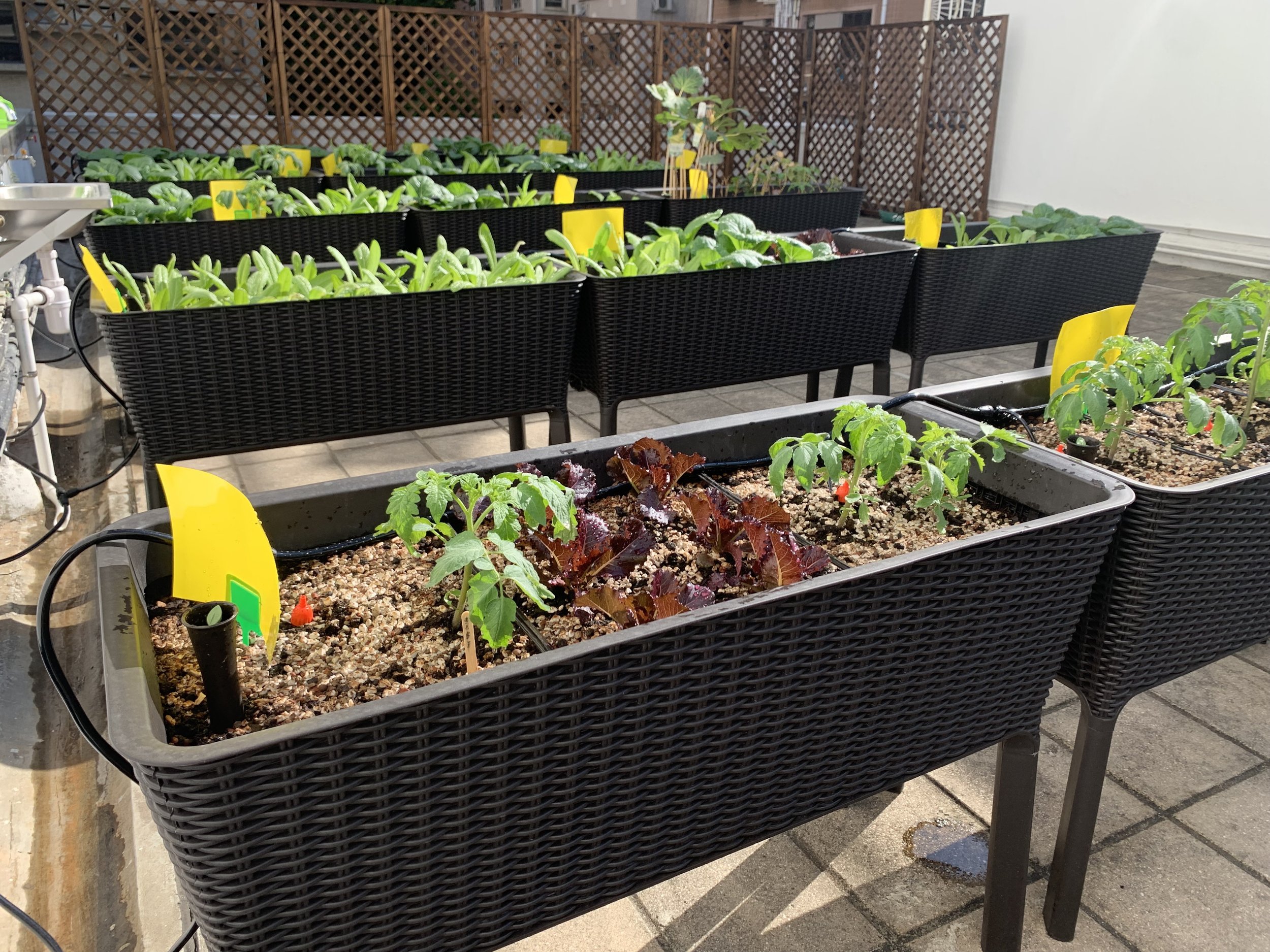 Grow Something Vegetable Garden Setup School 1.jpg