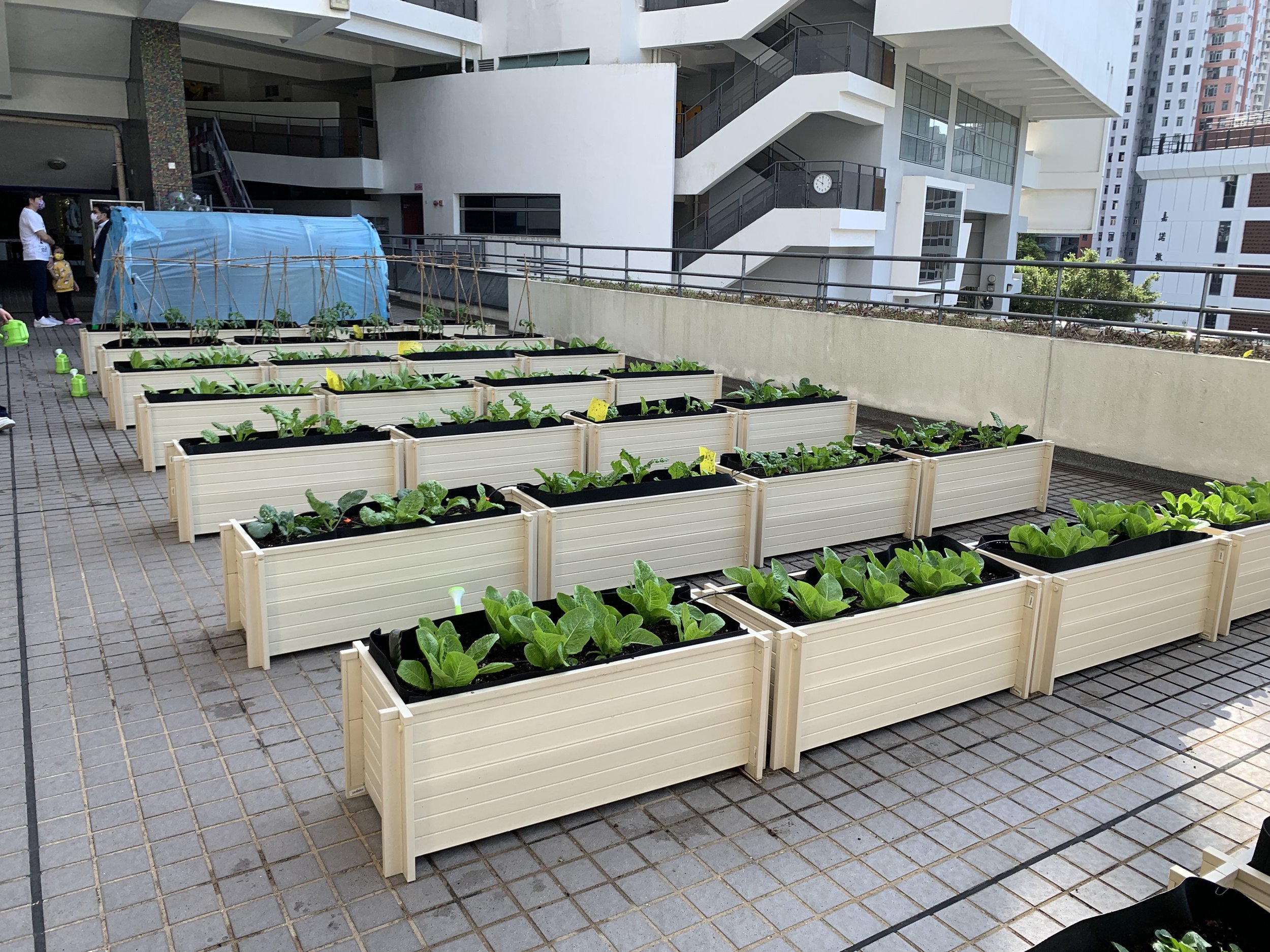 Grow Something Vegetable Garden Setup School 2.jpg