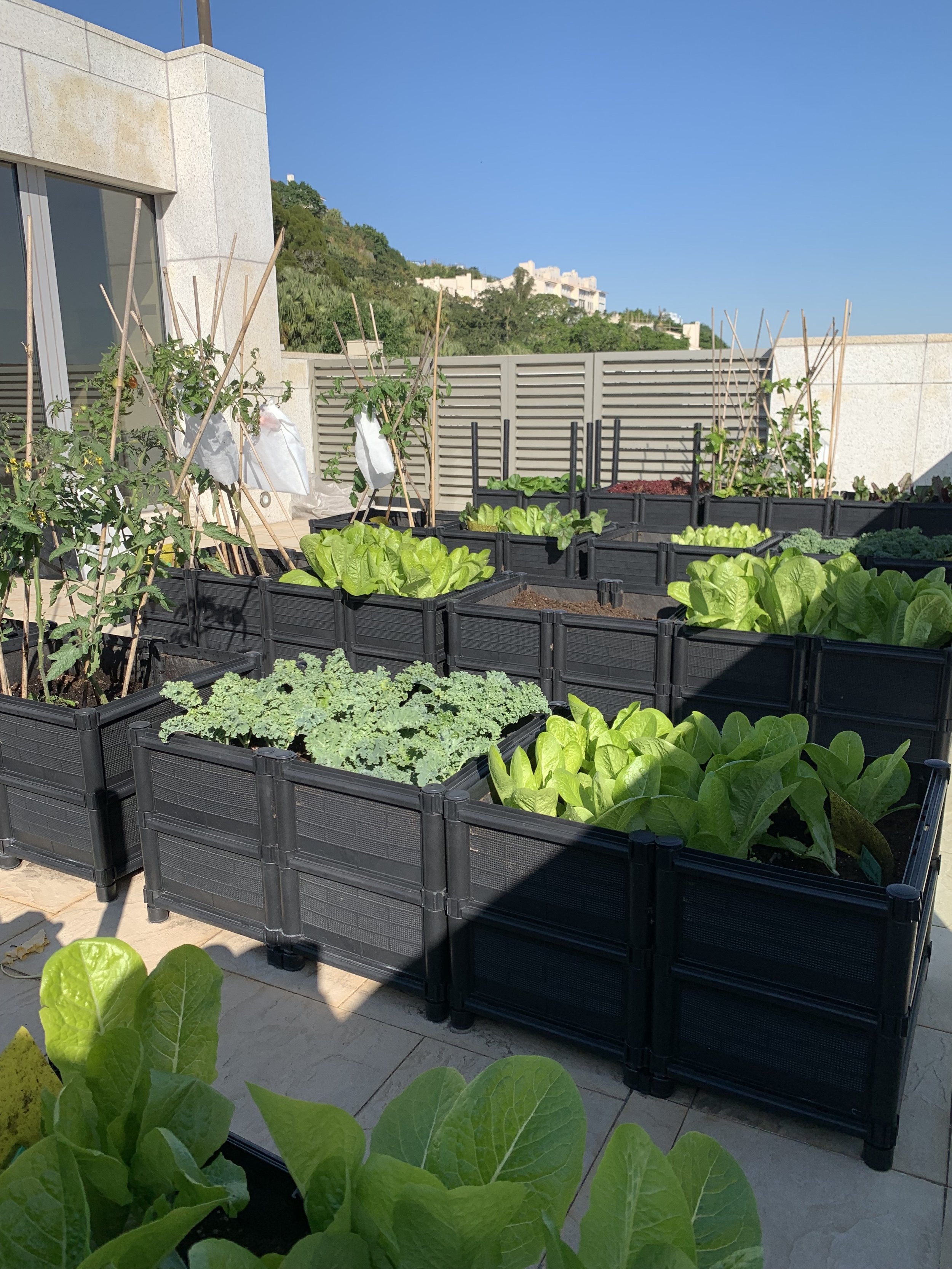 Grow Something Vegetable Garden Setup Home 5.jpg