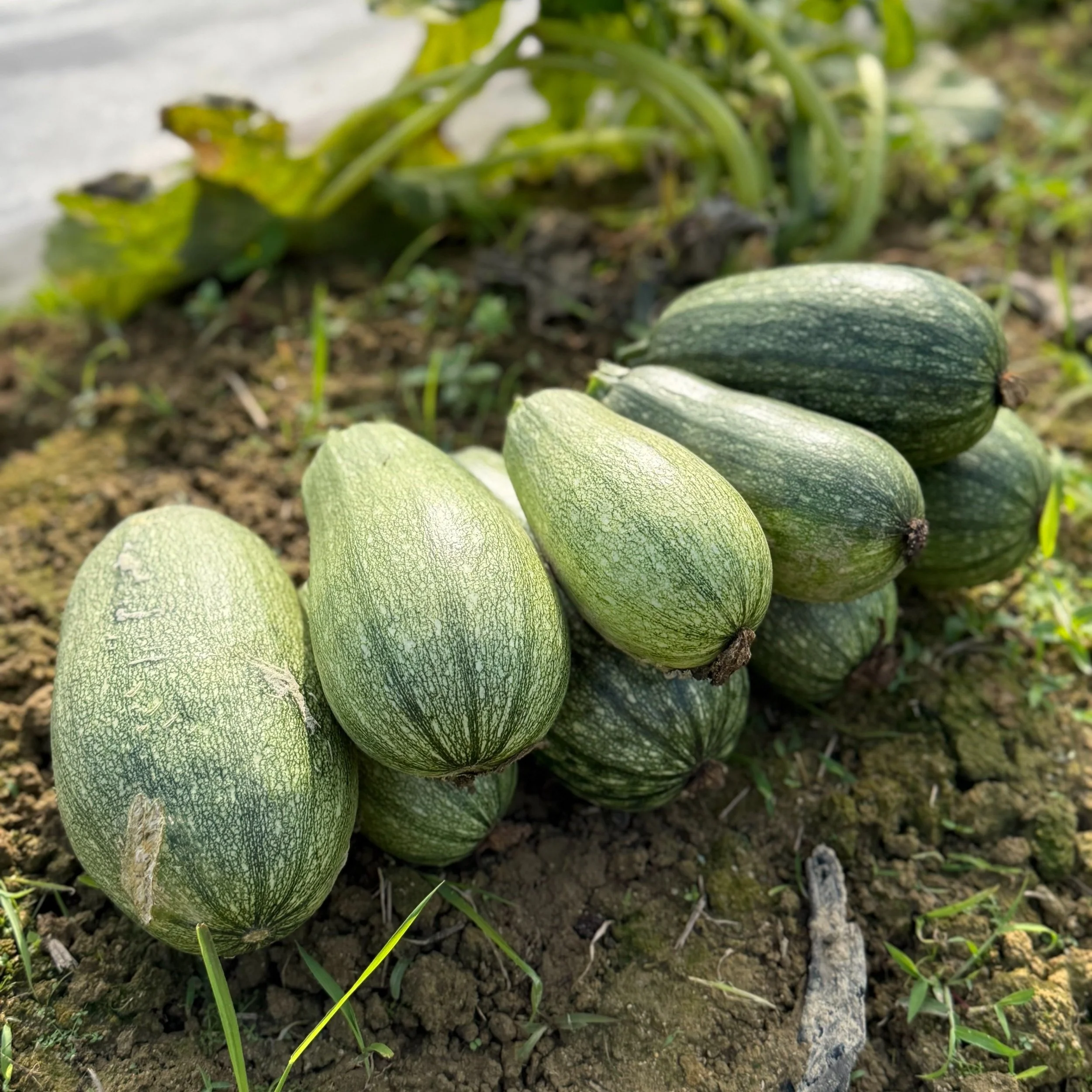 Grow+Something+Zucchini.jpg