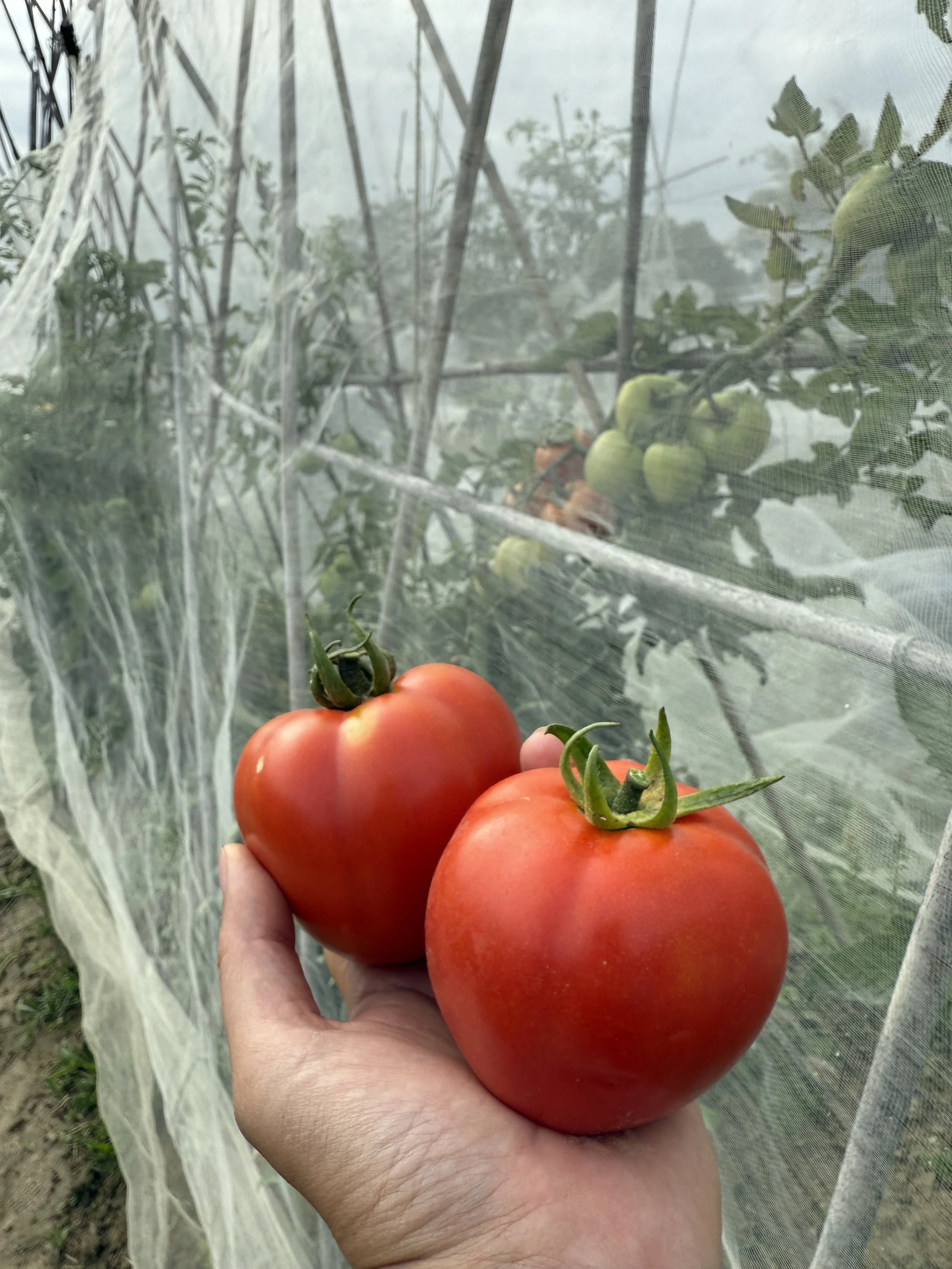 Organic Vegetable Subscription / 有機蔬菜包訂購