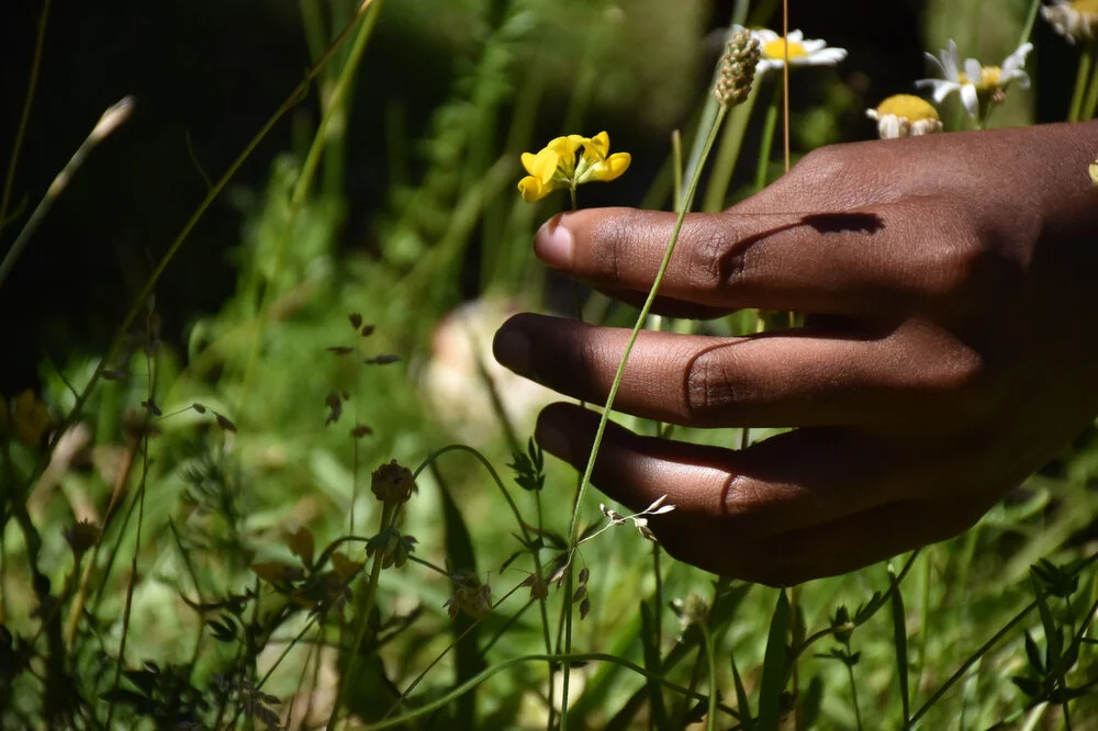  An Uptown Summer youth employee investigates a native plant in the yard of an abandoned building recently acquired by the Sanctuary in Troy, N.Y. on July 11, 2018. 