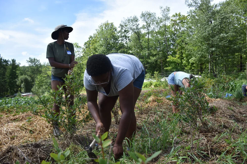  Maya Sanders, left, and Durasia Anderson, center, both interns from Rensselaer Polytechnic Institute, help weed at Soul Fire Farm in Grafton, N.Y. on July 23, 2018. 