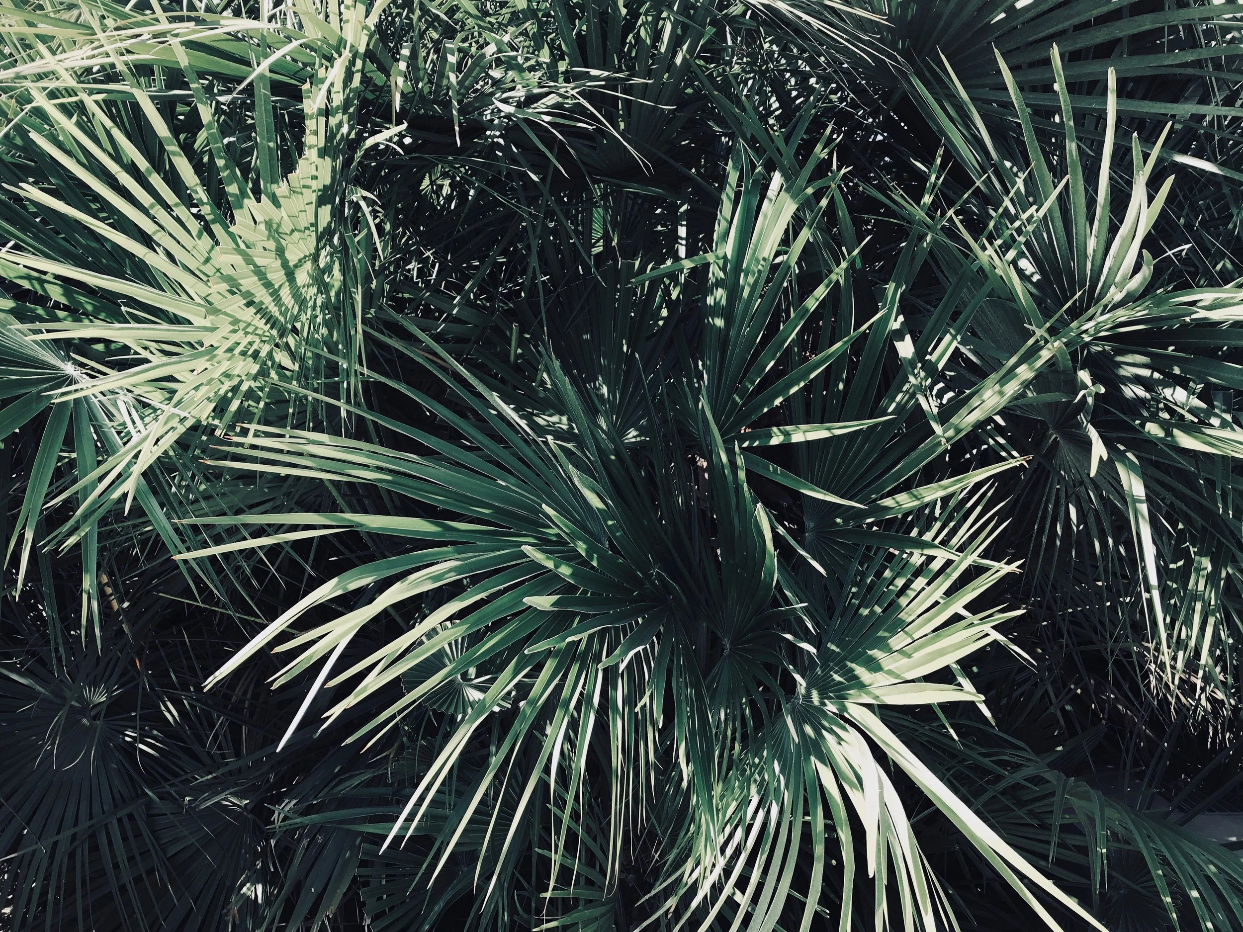 IMG_0197.jpeg