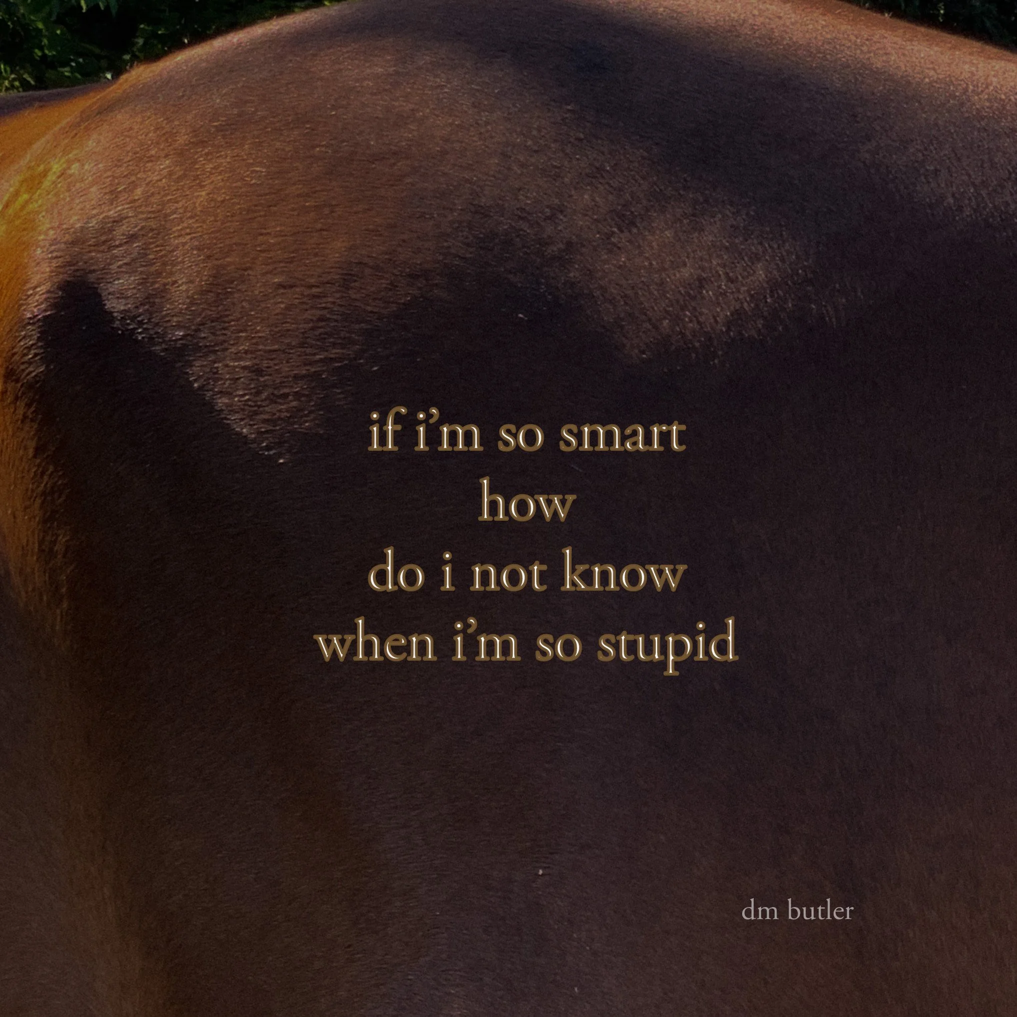 Horse's Ass