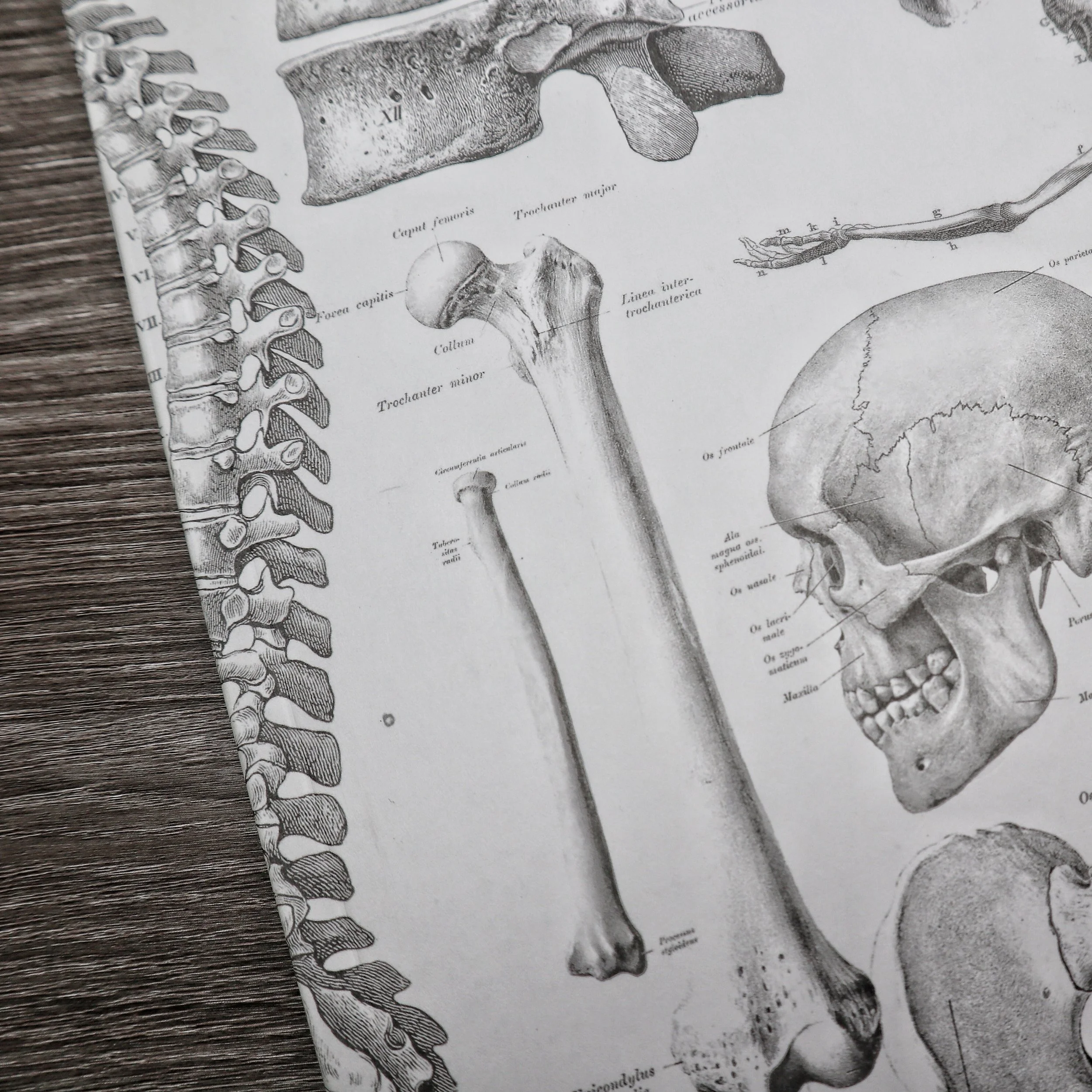 Skeleton Anatomy Notebook