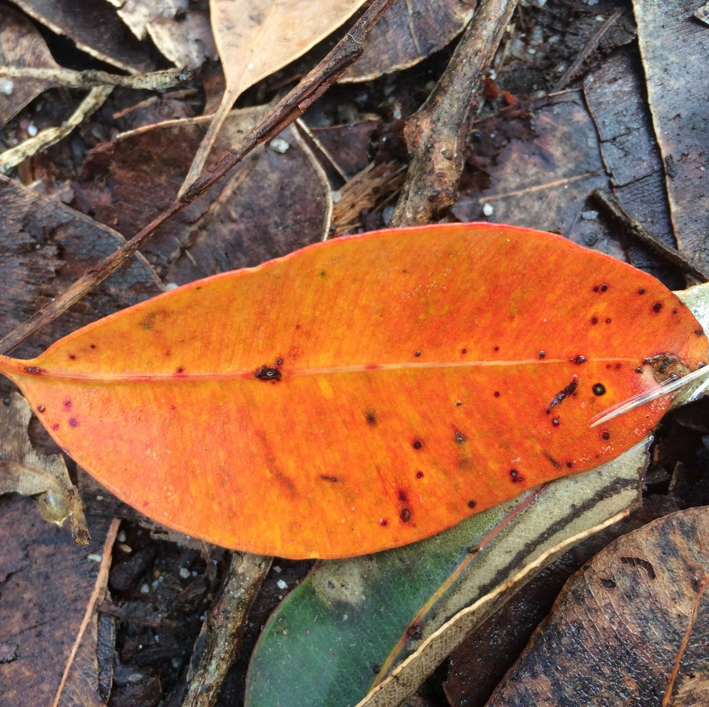 LeafSquare2.jpg