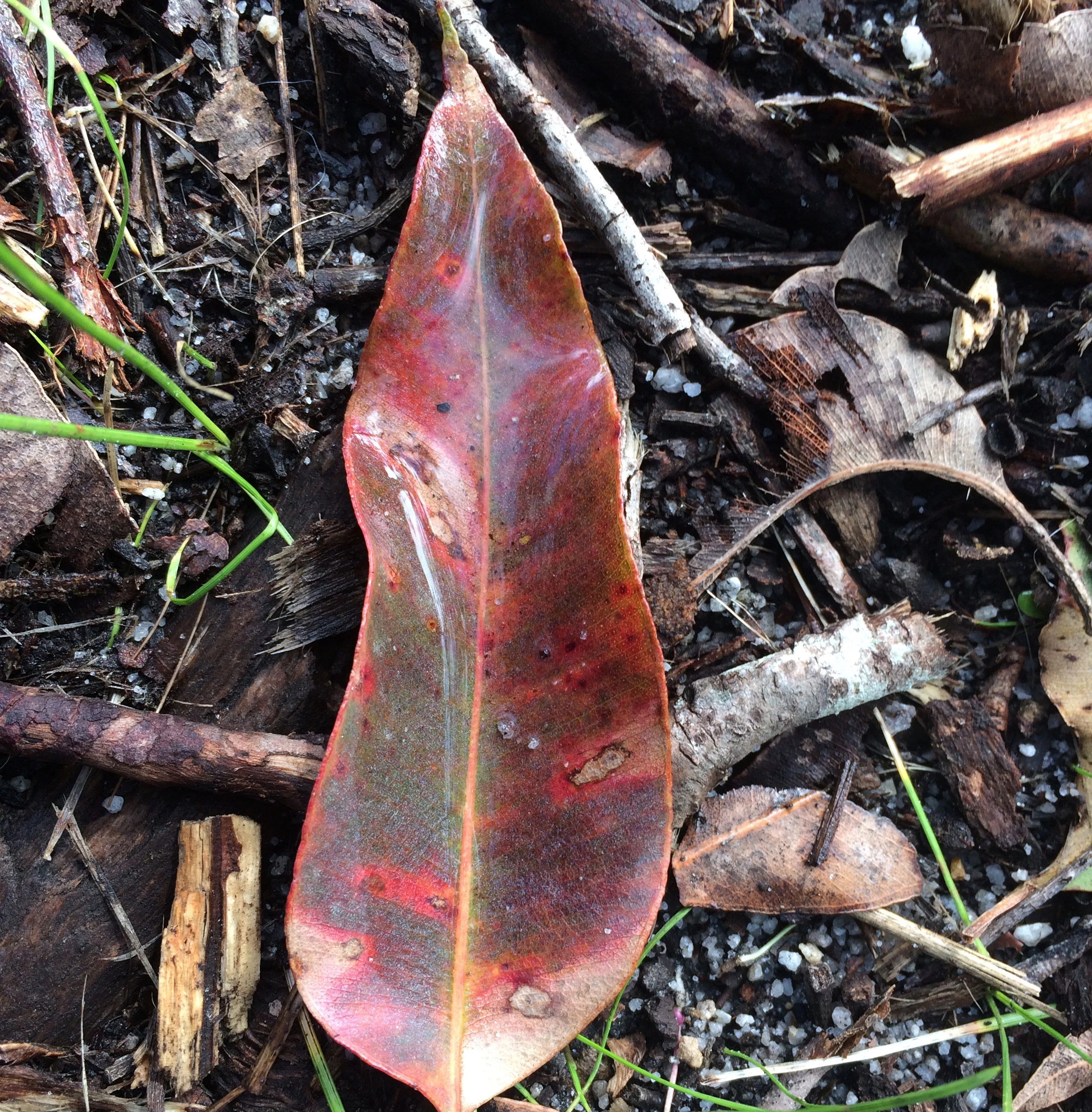LeafSquare1.jpg
