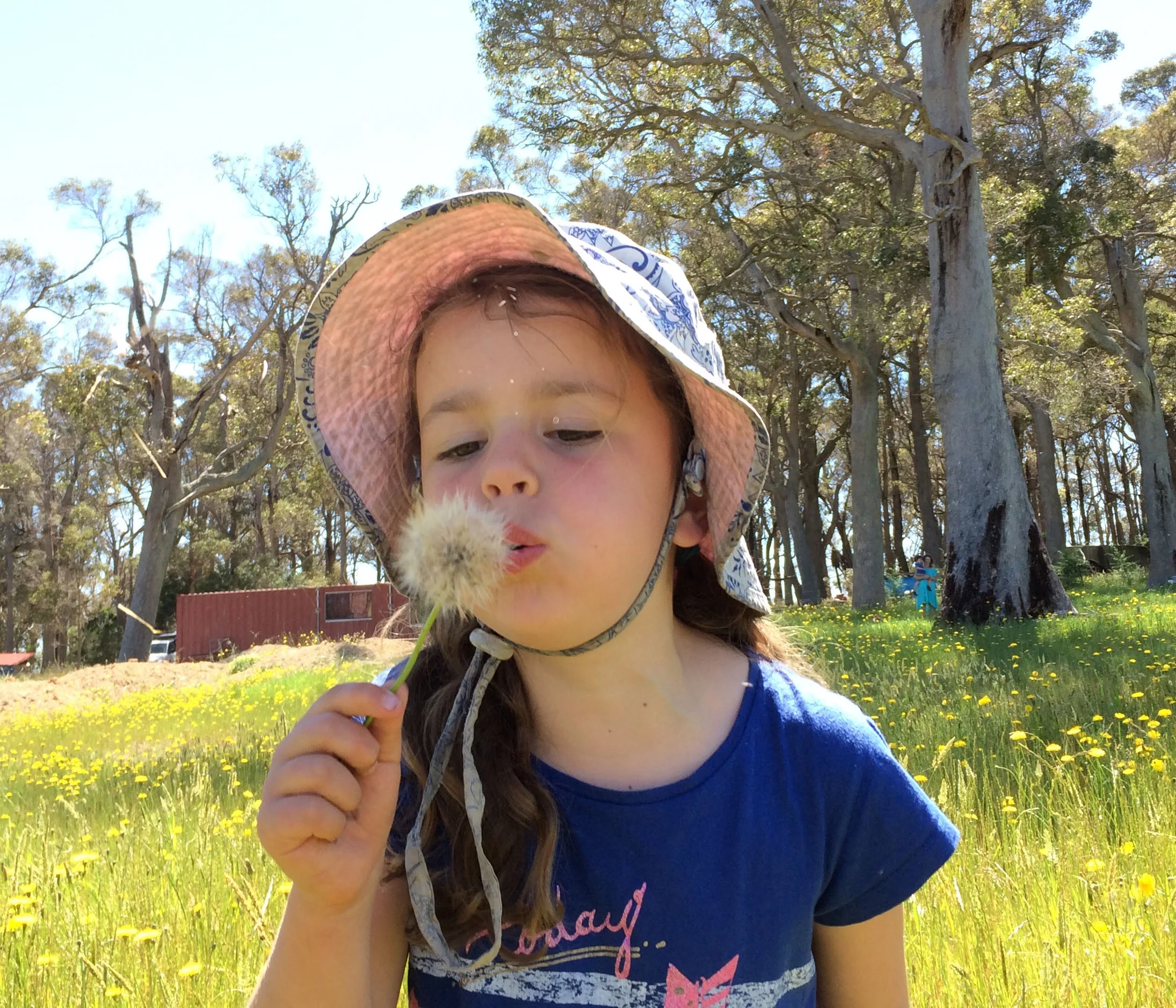 Dandelion.jpg