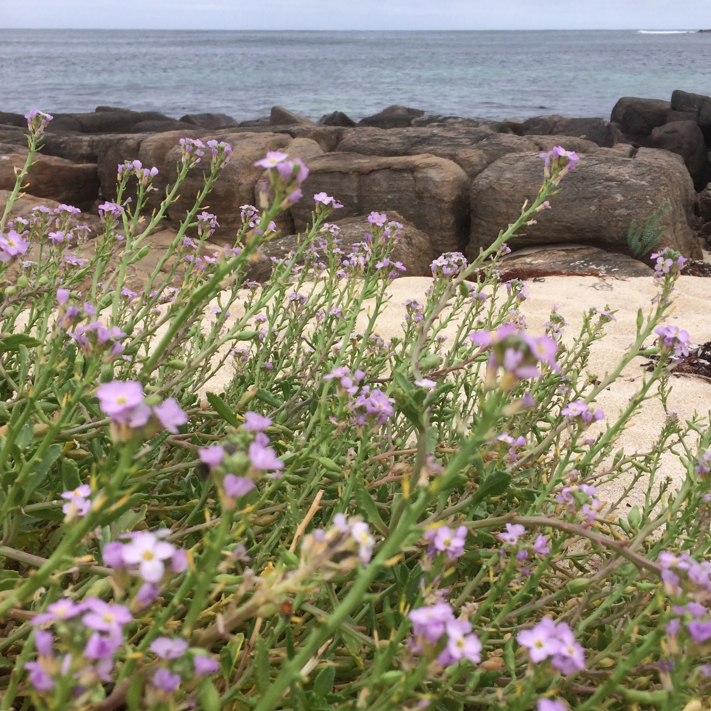 Coastal Wellness - Bunuru