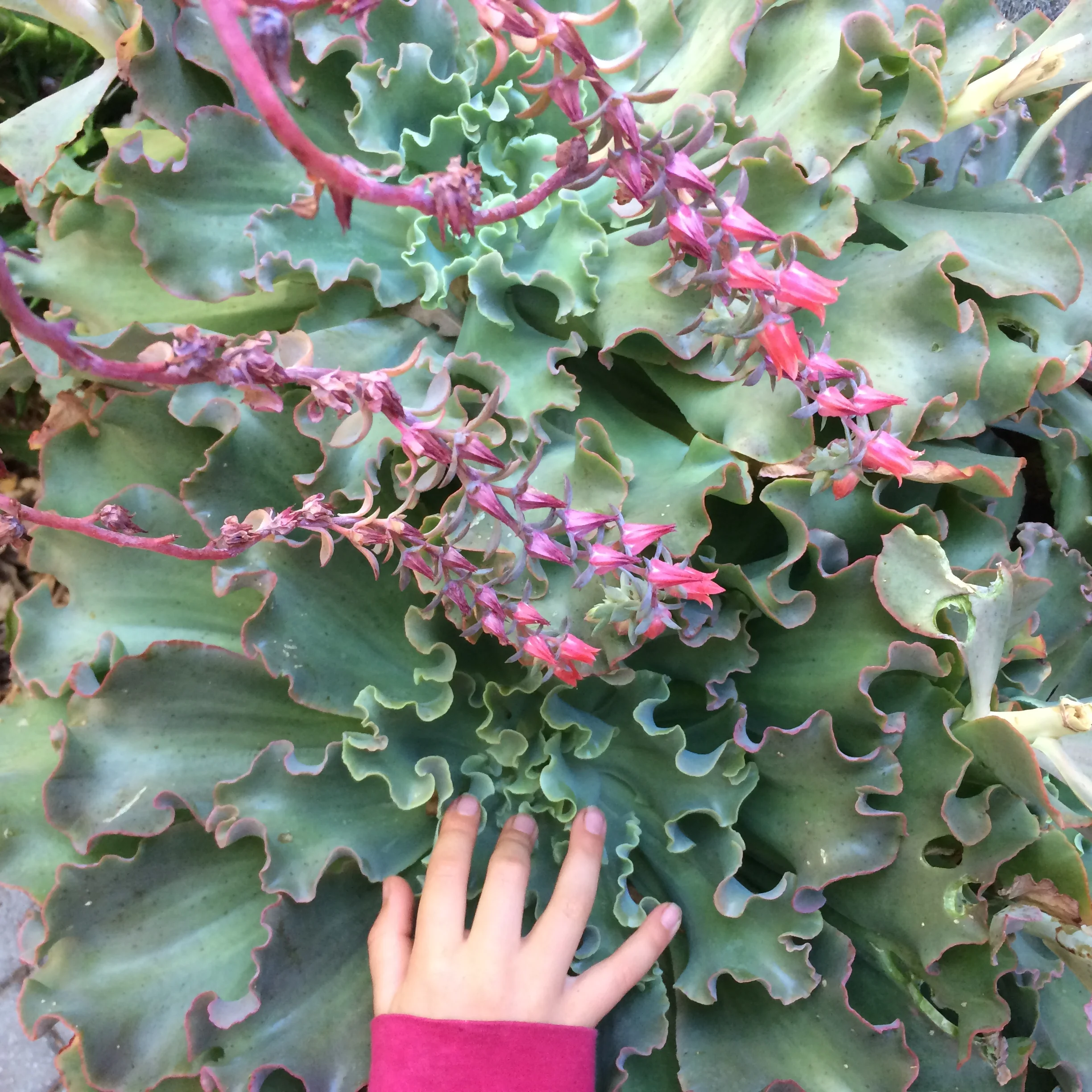 Green hearts
