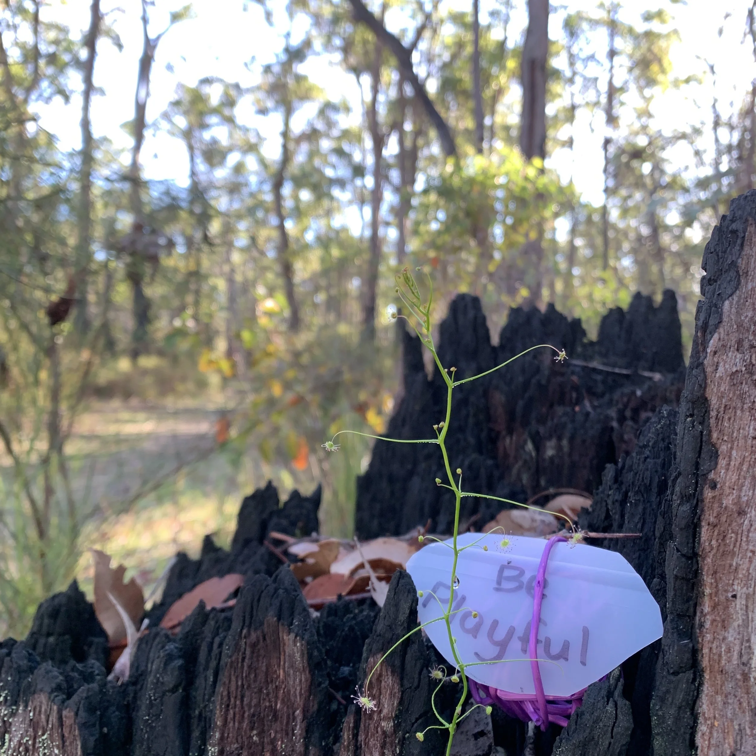 IMG_9788.JPG