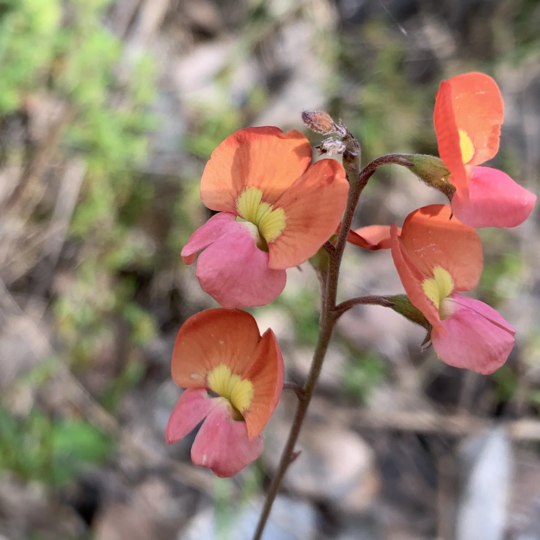 Blooming wild