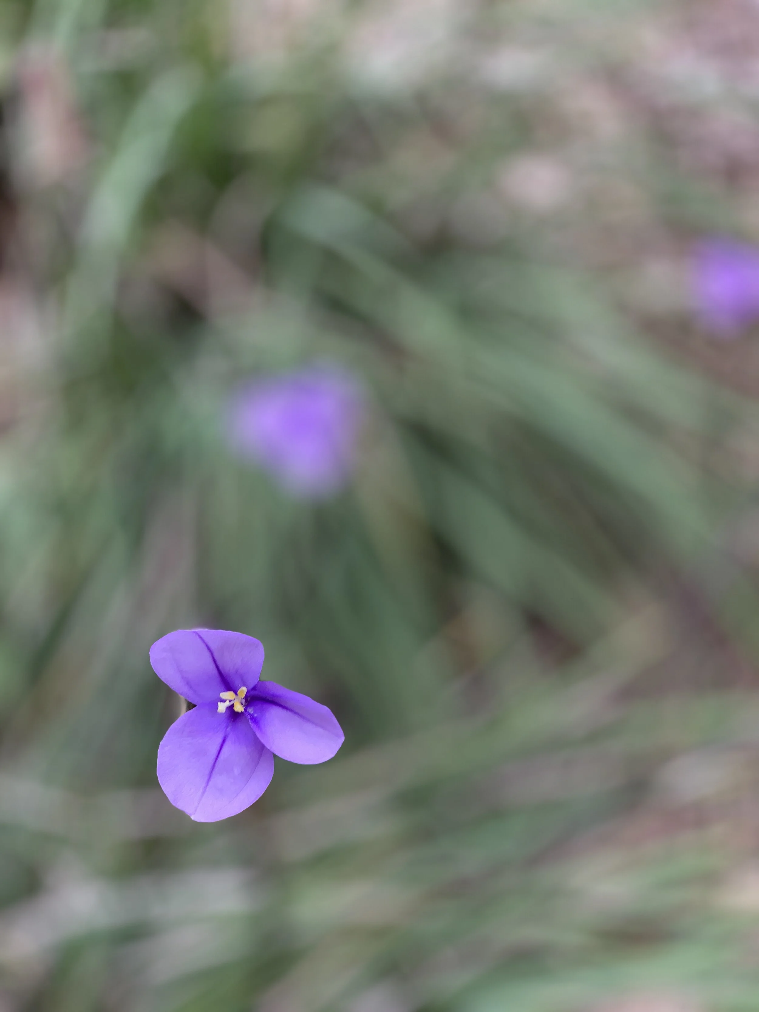 IMG_E5333.JPG