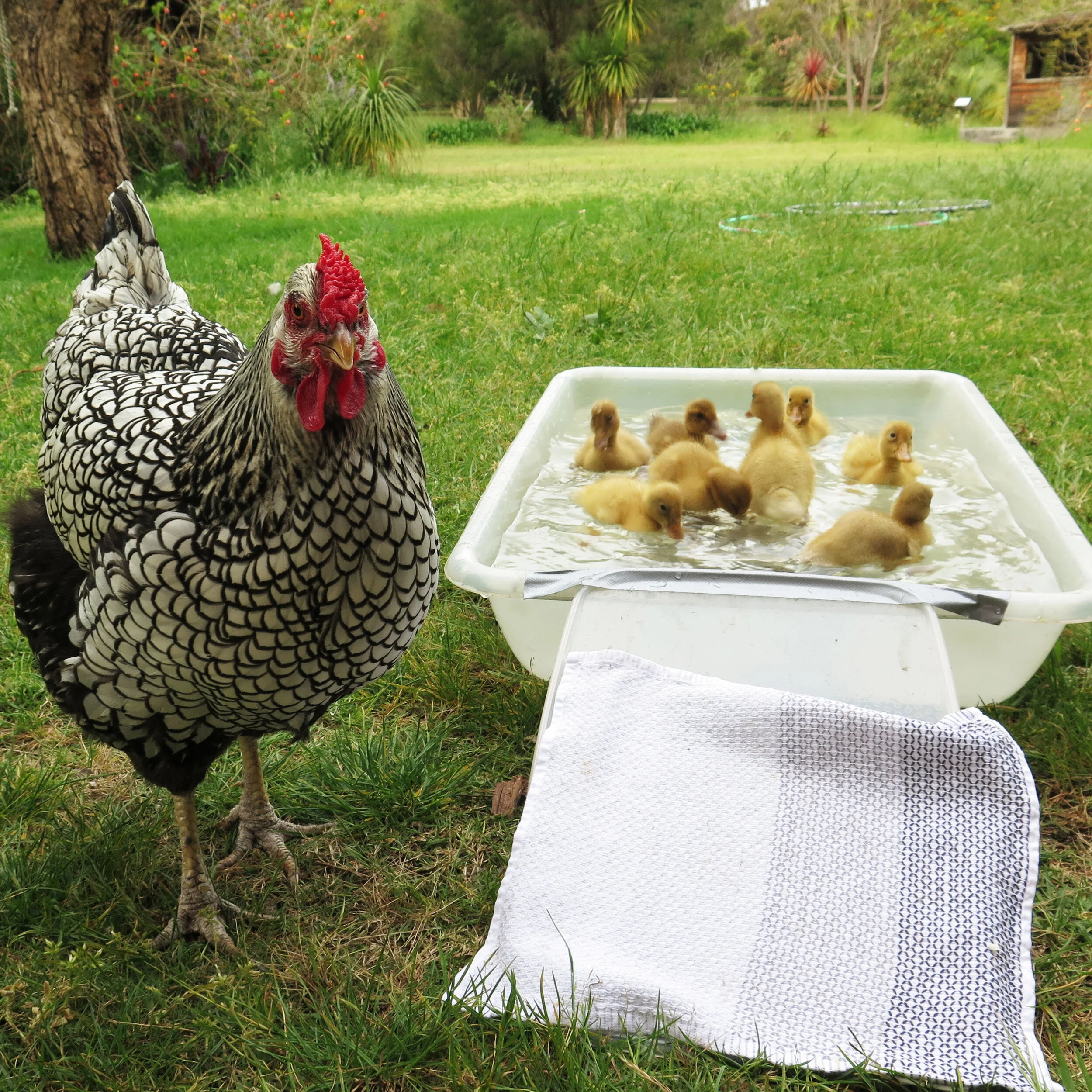 SquareRosieAndDucklings.jpg