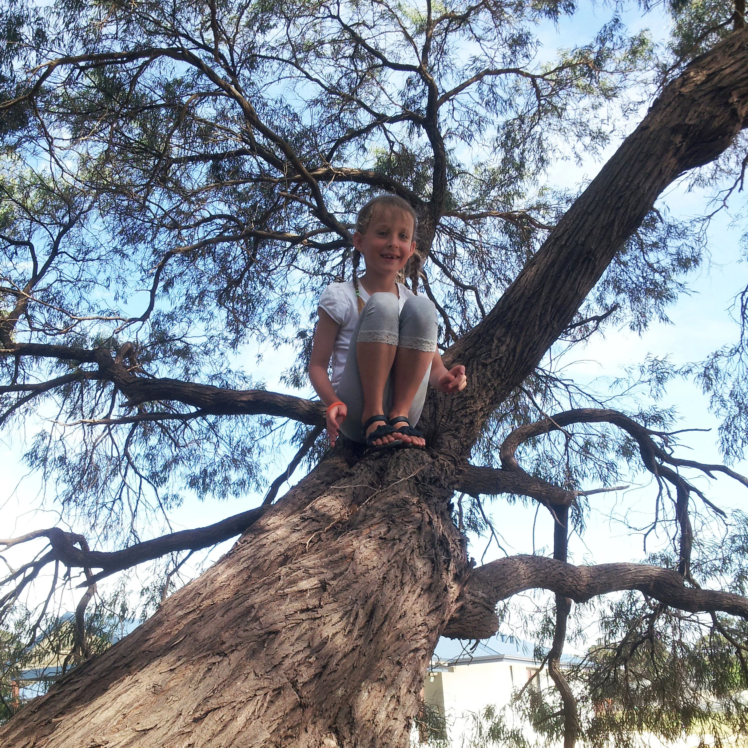 Square-climbing-krinkum-krankum-tree.jpg