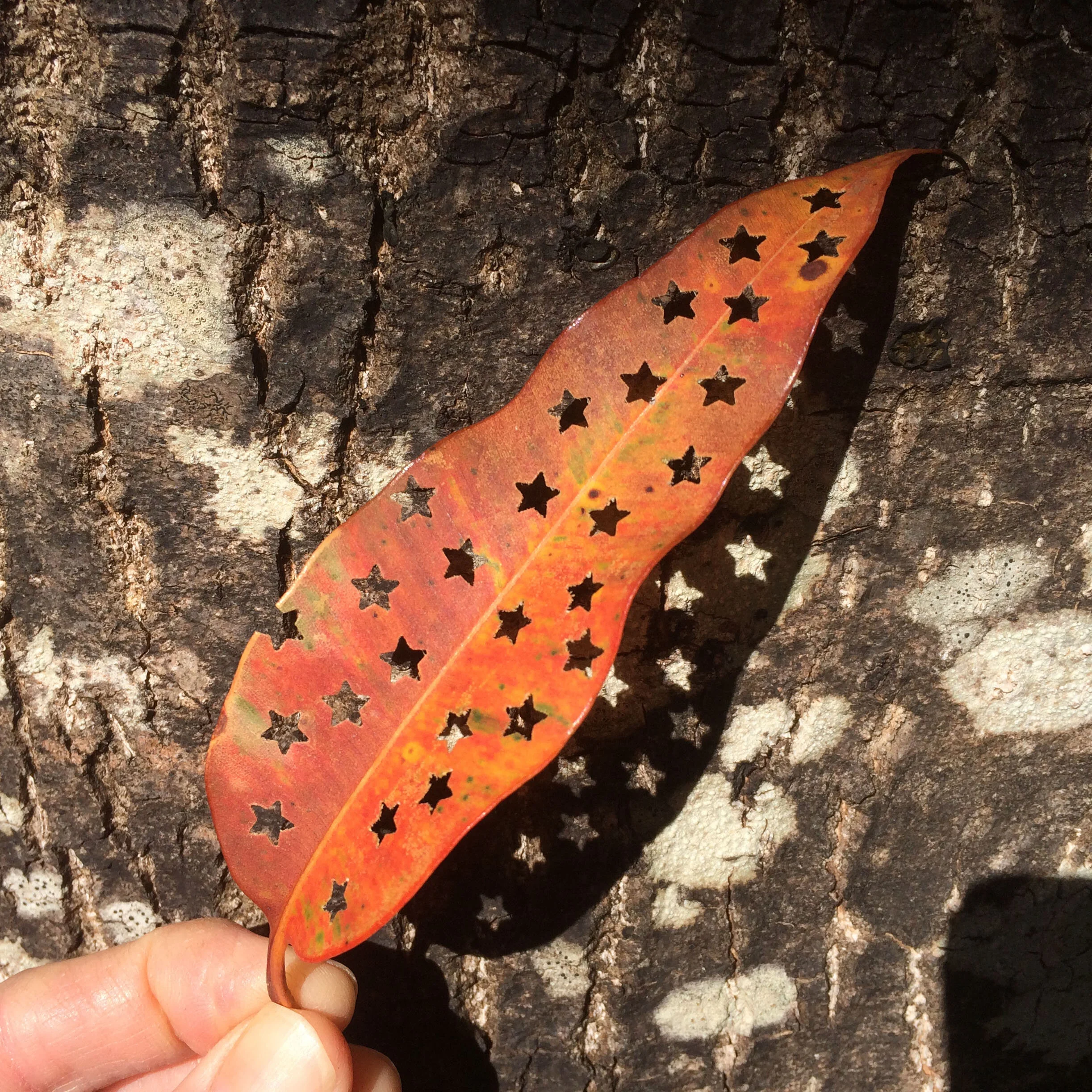 LeafStarsSquare.jpg
