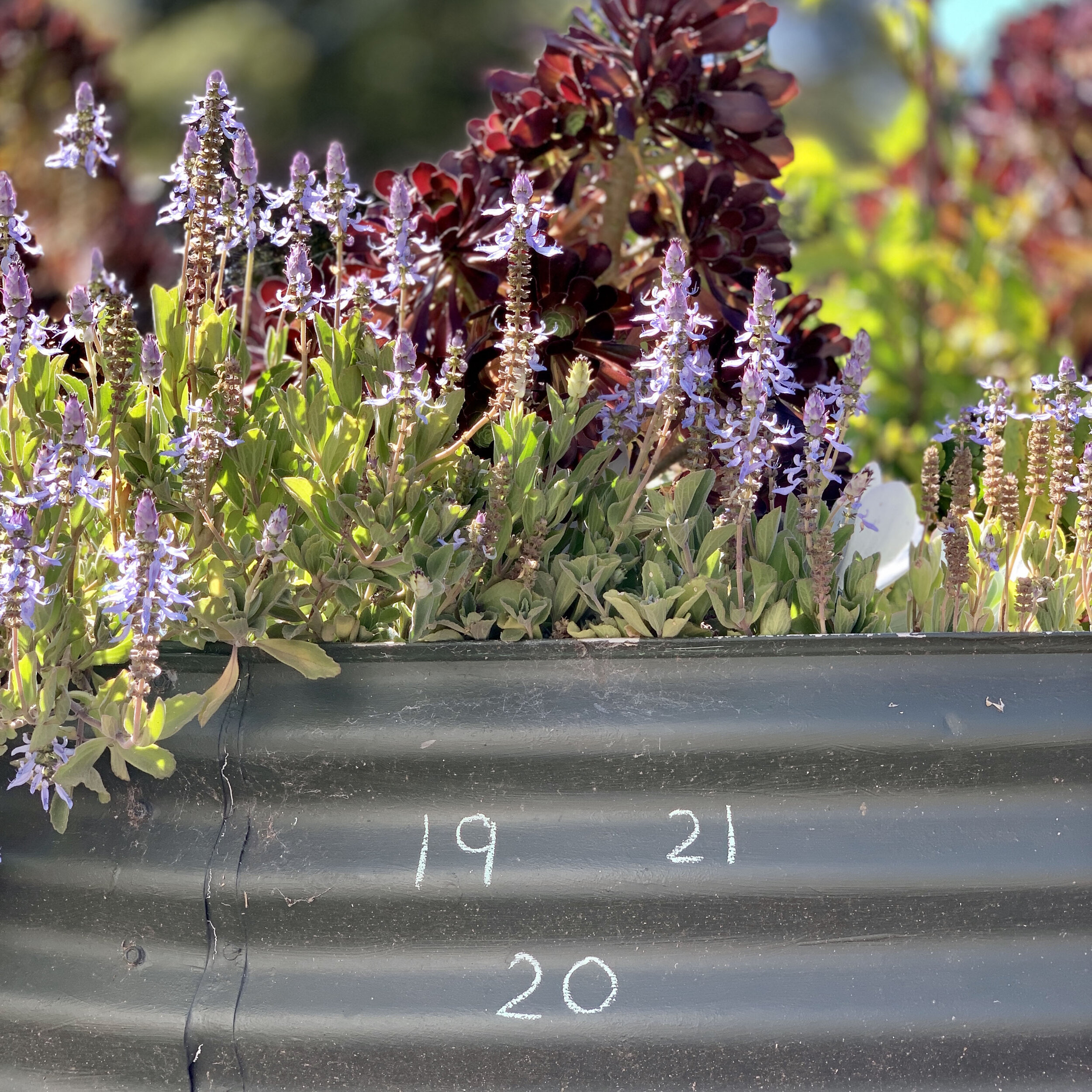 Garden19to21.jpg