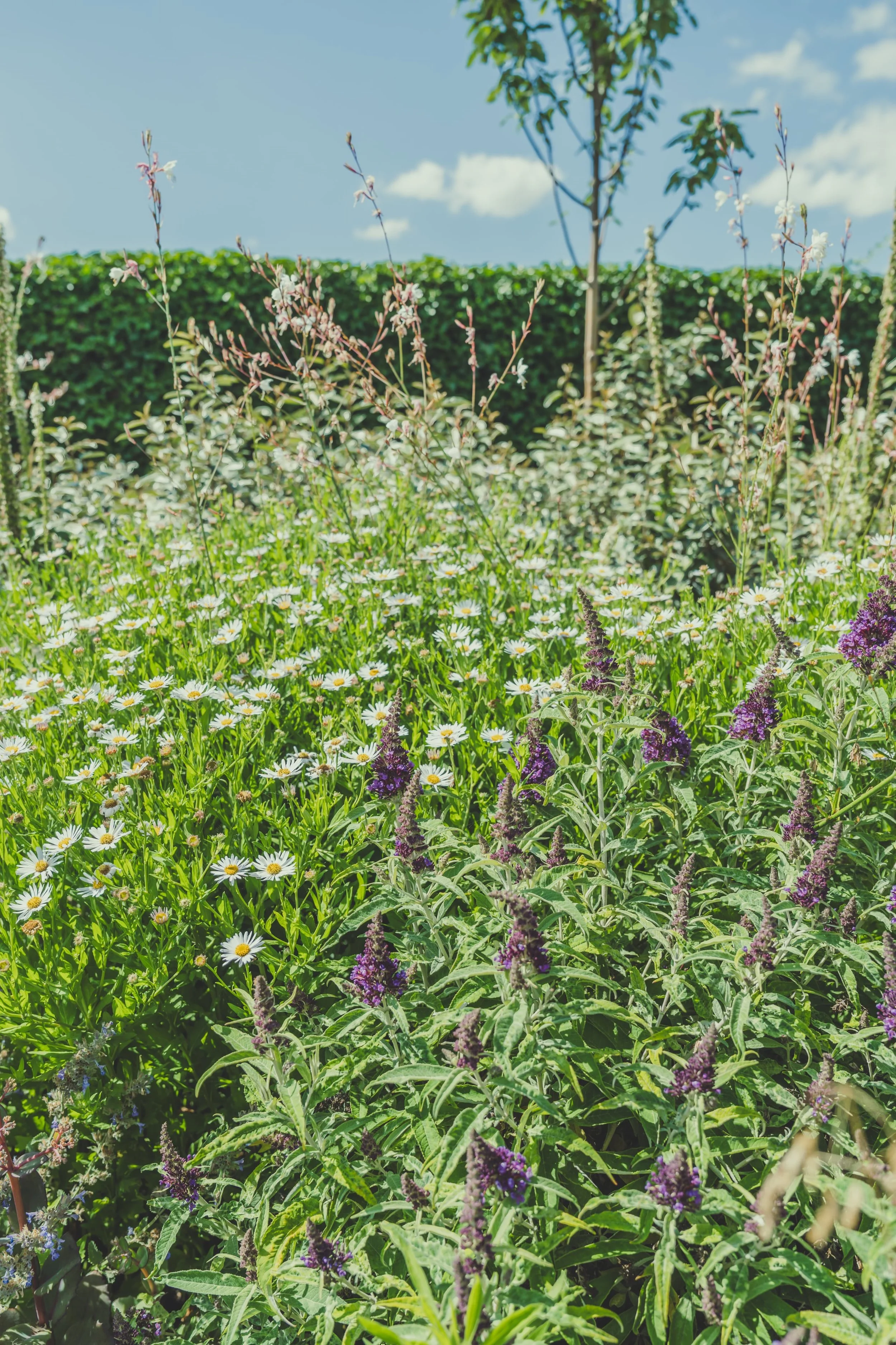 De Roose juli 2025 - Kleurlaag website - Tuin 3-13.jpg