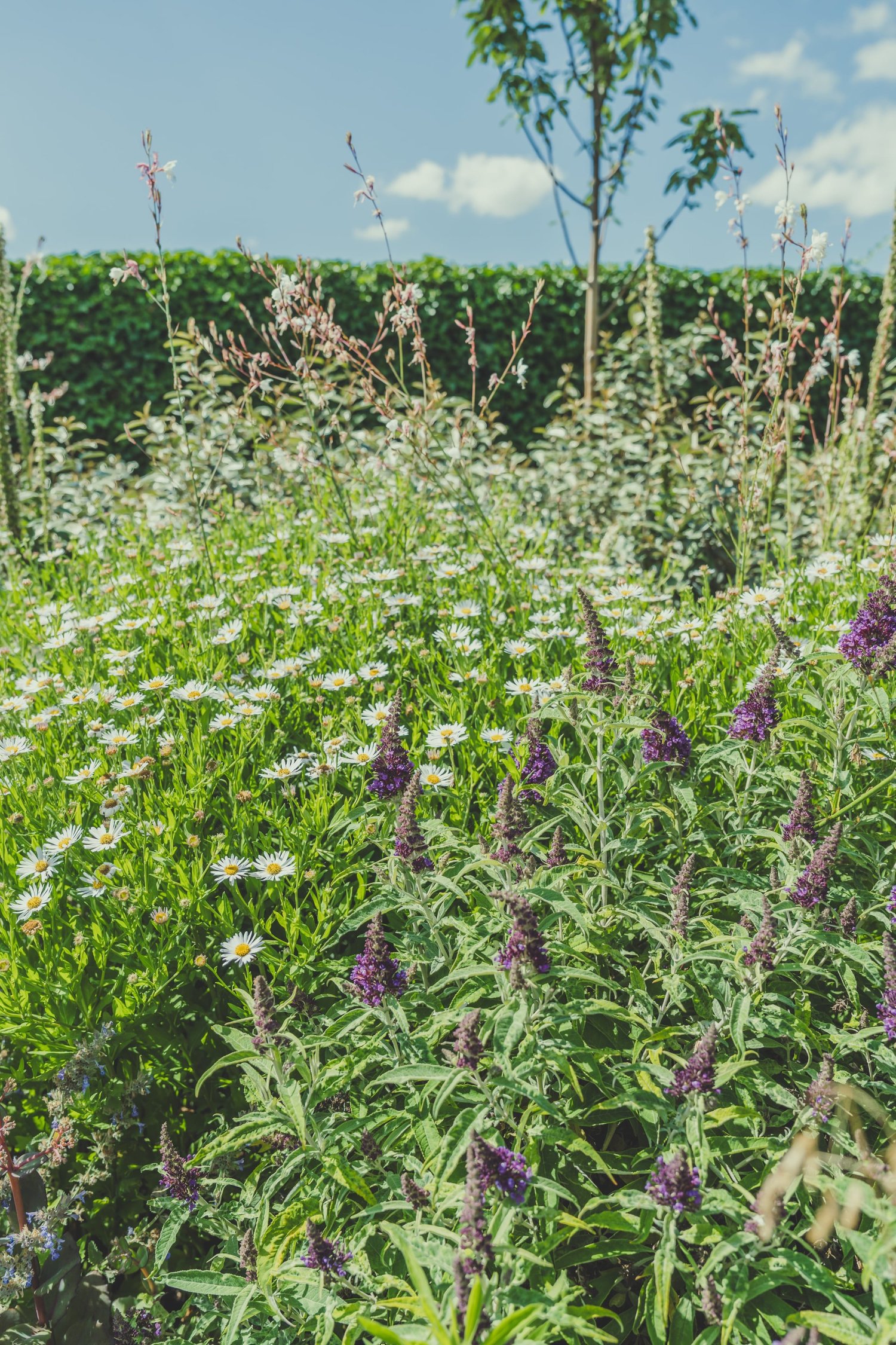 Tuin met visie — zicht doorheen een landelijke tuin