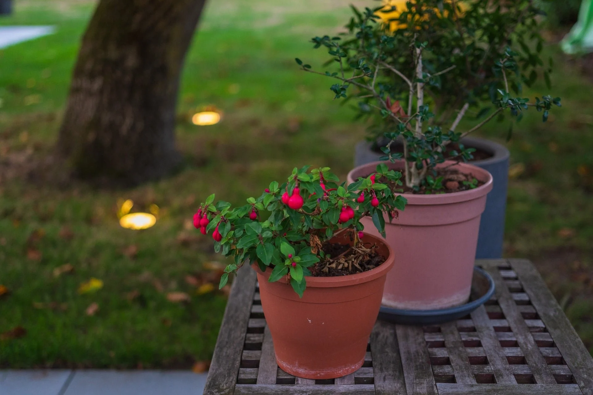 Terracottapot met bloeiende planten op een houten terras in het avondlicht