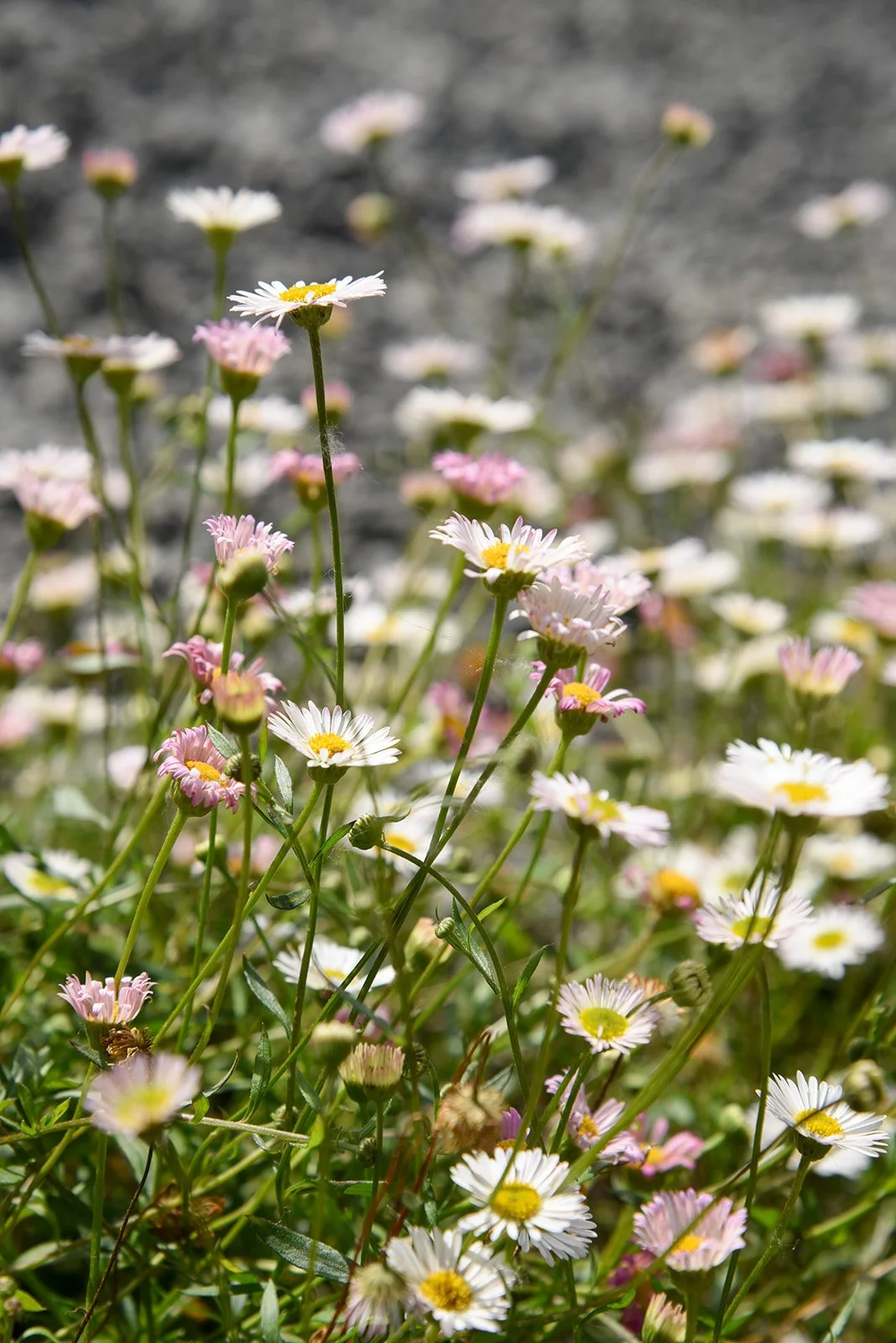 Bloeiende margrieten in een border