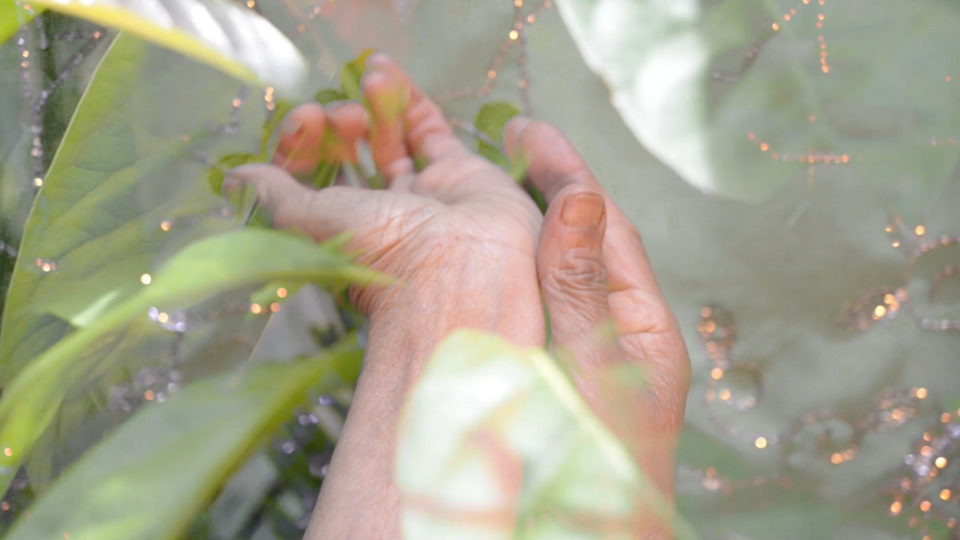 Hemali Khoosal, If It Grows It Grows, 2021 (Video Still)