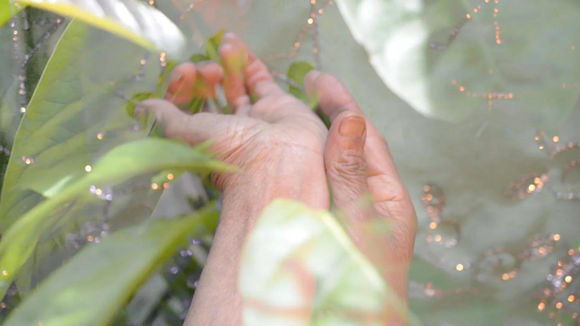 If it Grows it Grows (film still).jpg