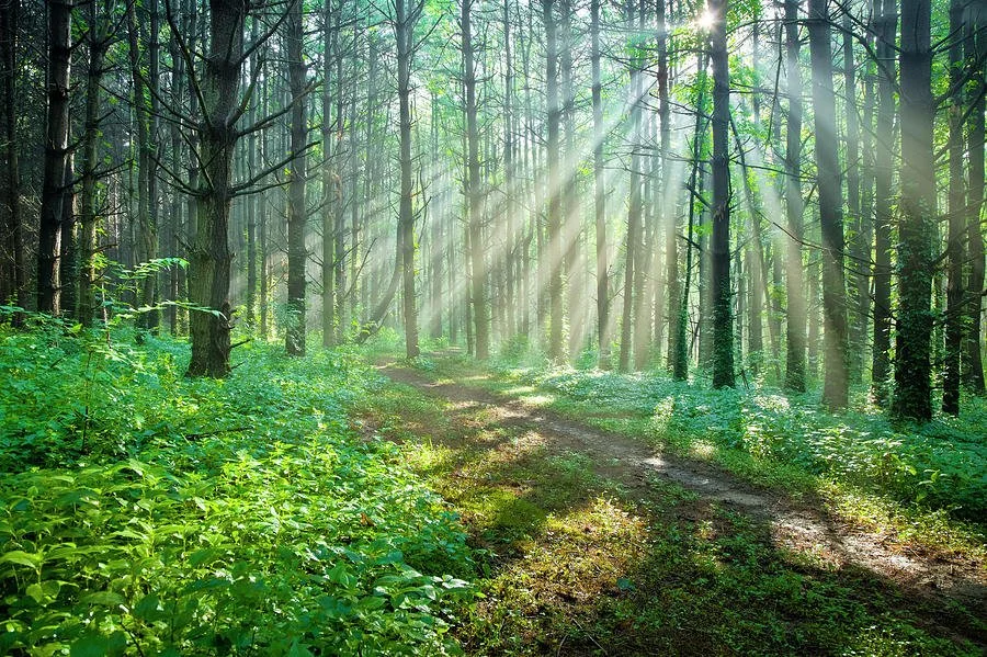 light, clarity, and the life force behind us