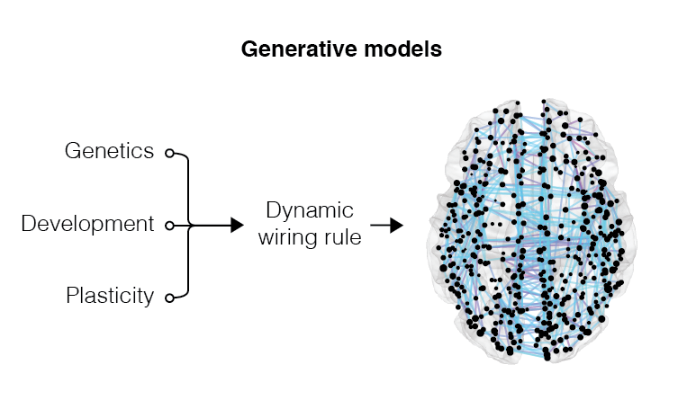 Brain networks grow and evolve over time. This developmental process is the result of a multitude of factors that combine to generate a mature network with functionally adaptive topological properties. We aim to invert this process and uncover the wiring rules and organizational principles that guide brain network development. To this end, we build generative models that realize simple mechanisms of brain network growth and compare the synthetic networks generated by models with empirical observations.