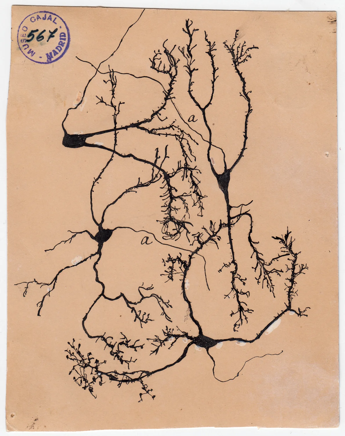 Brain networks & behavior lab