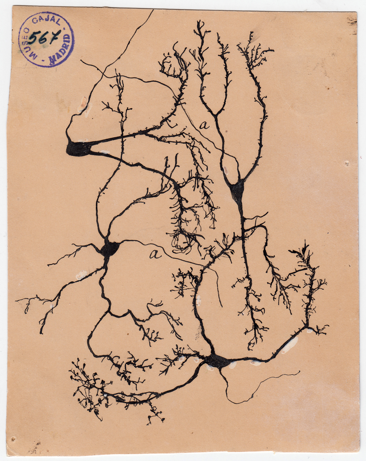 cajal_stellate_neurons_in_the_cerebellum.jpg