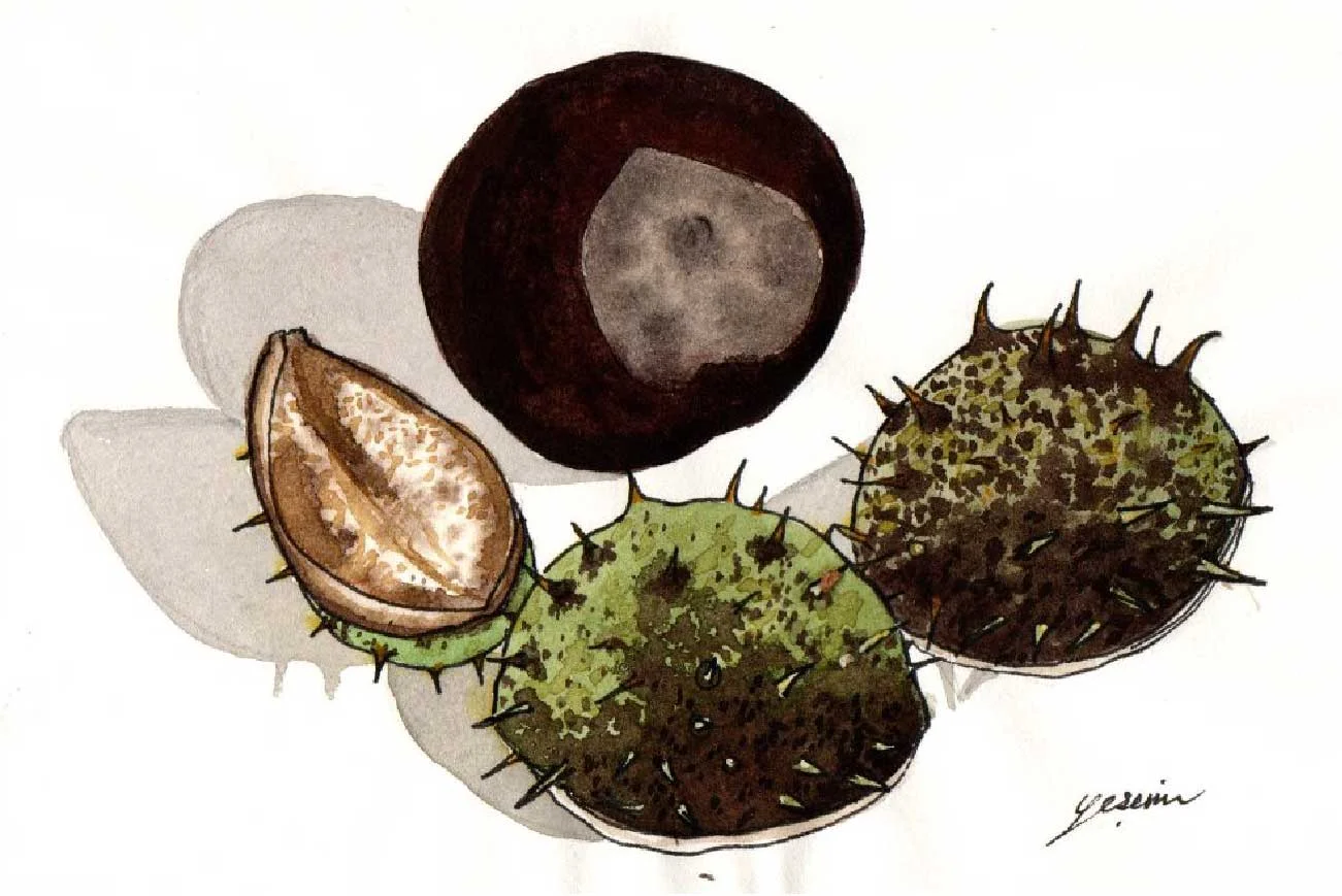 Merak / Curiosity , Yeşim Yaşa