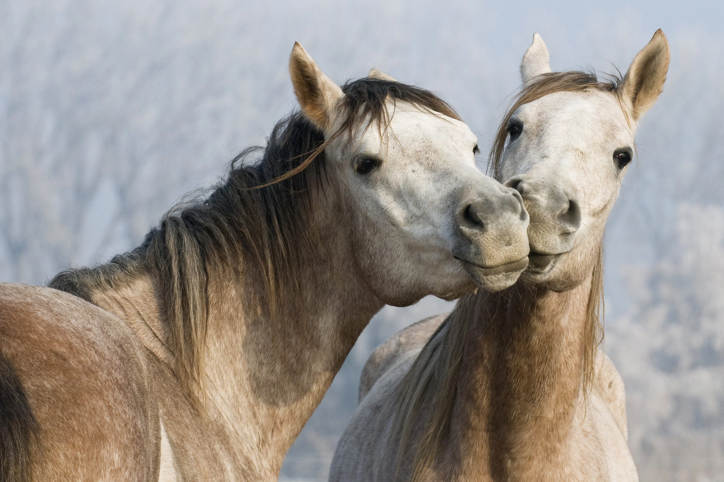 horses.jpeg