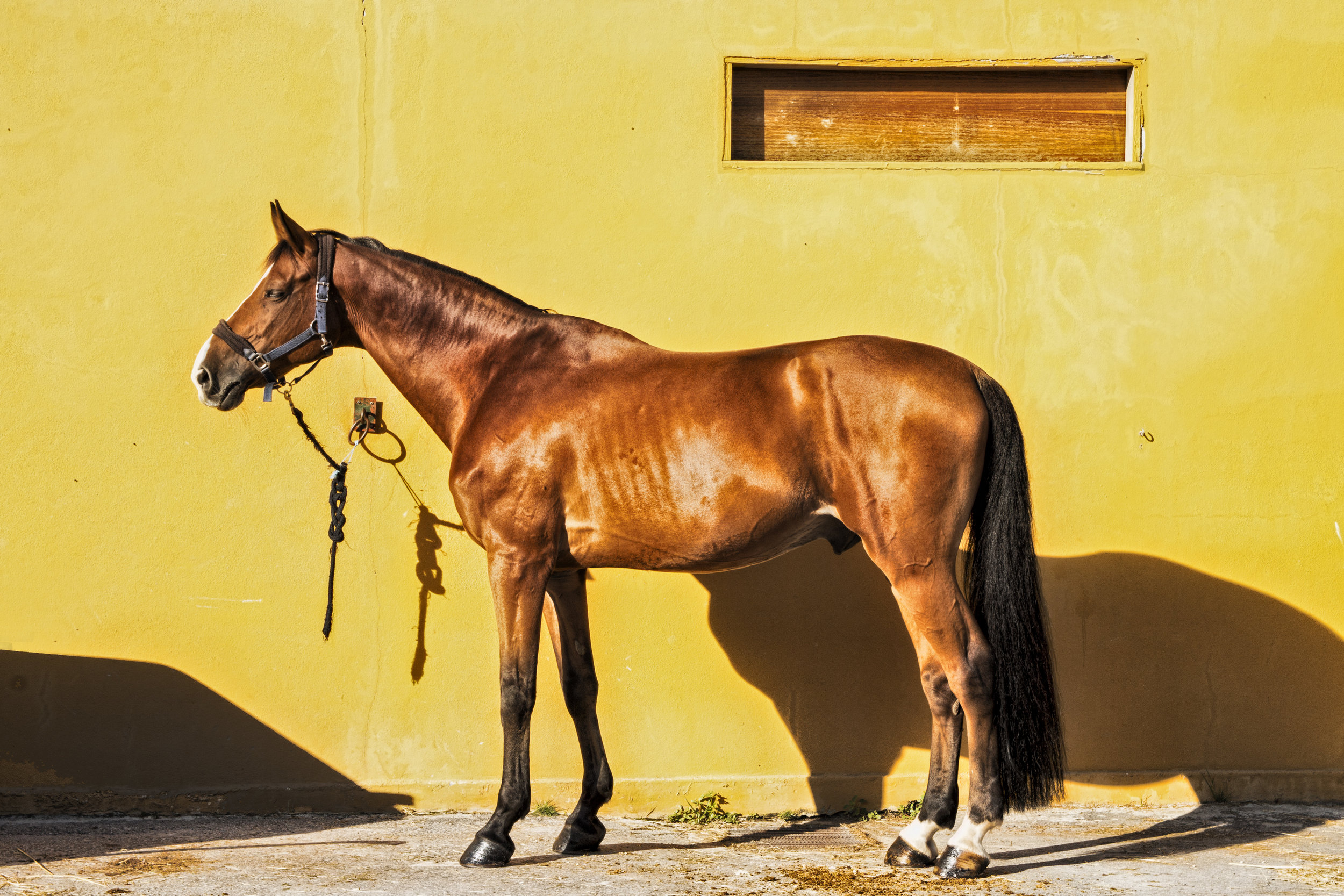 Copy of Copy of Copy of Copy of ArzichdaGama_Horses and Equine photography