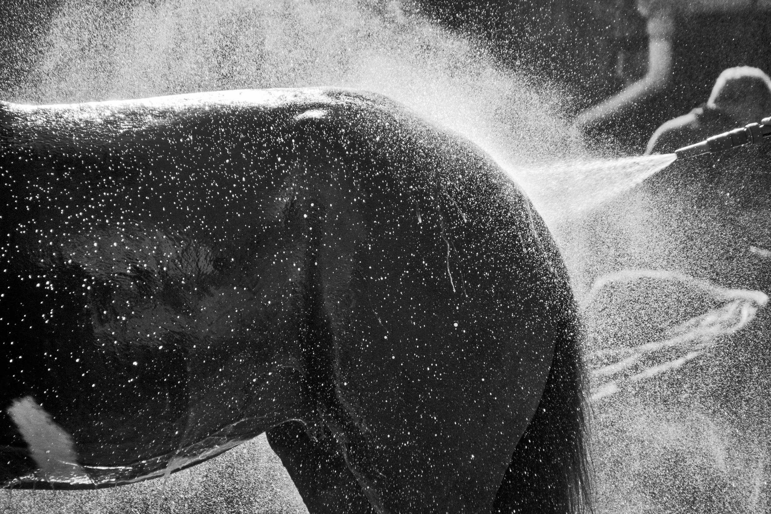 ArzichdaGama_Horses and Equine photography Black&amp;White