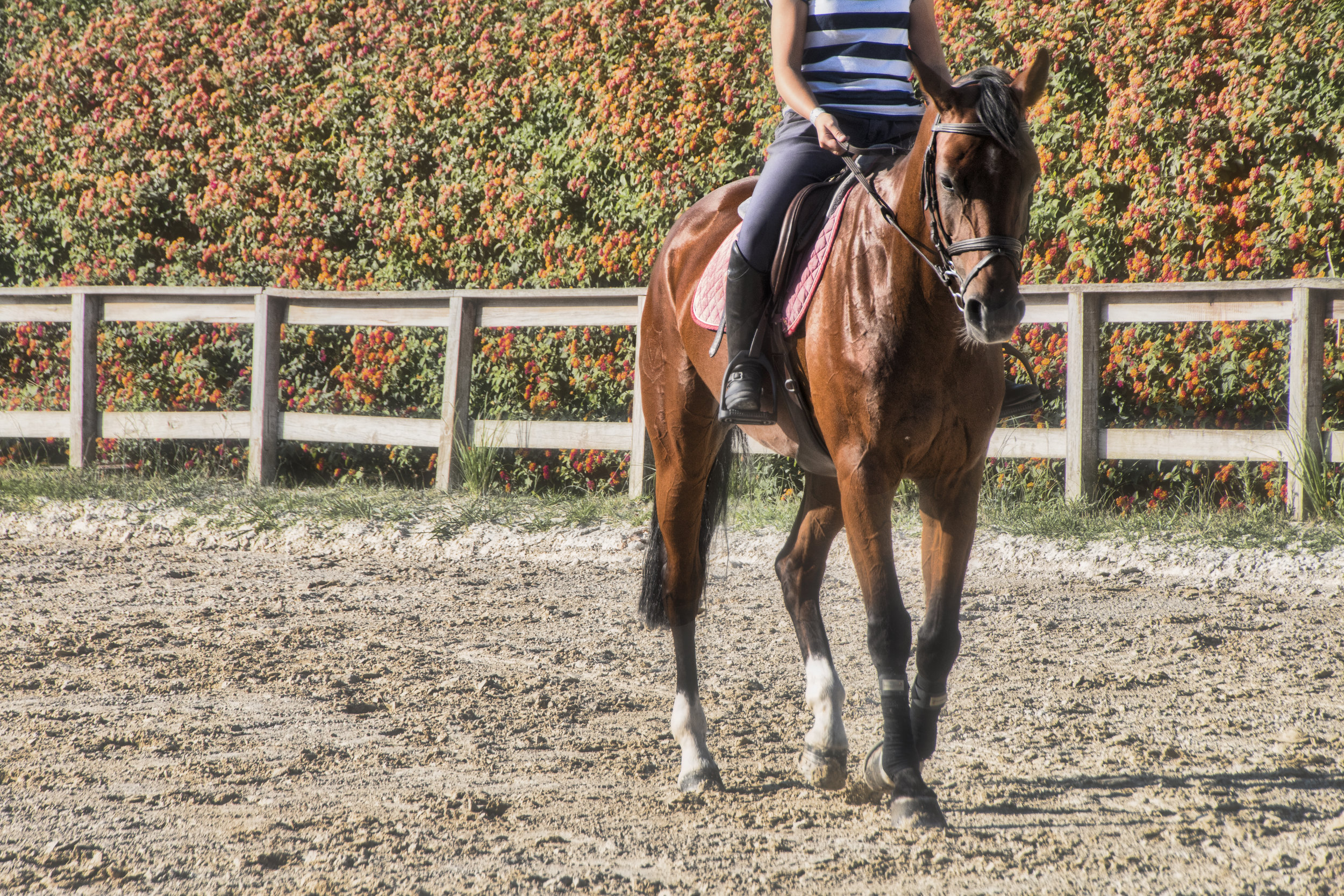 ArzichdaGama_Horses and Equine photography 