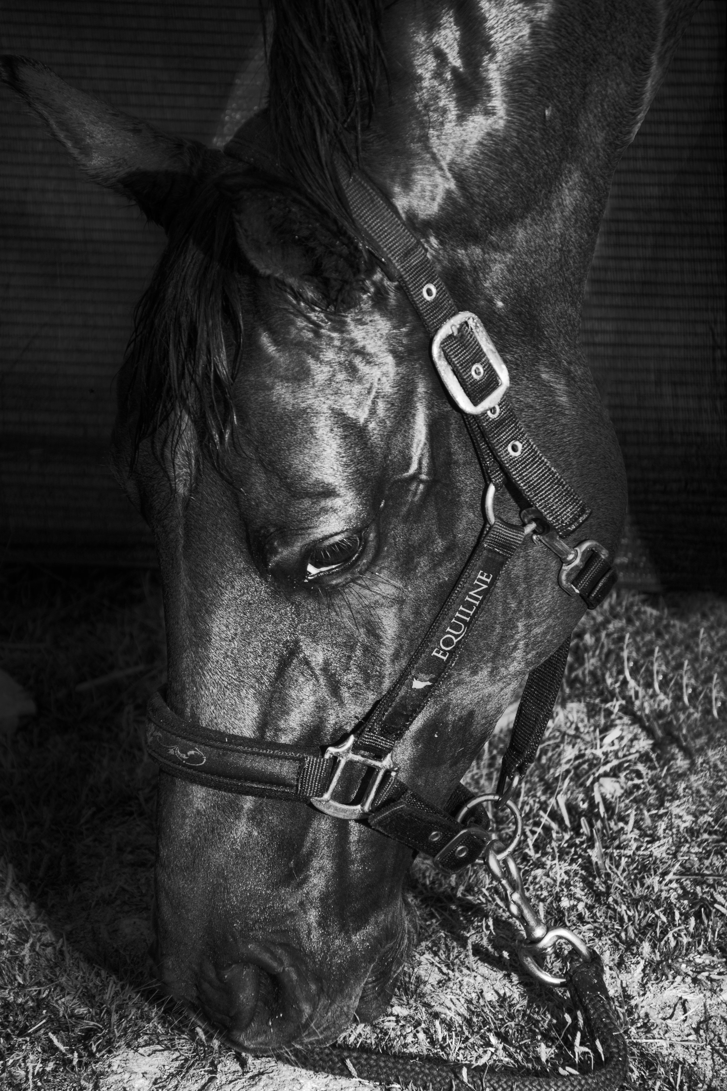 ArzichdaGama_Horses and Equine photography 