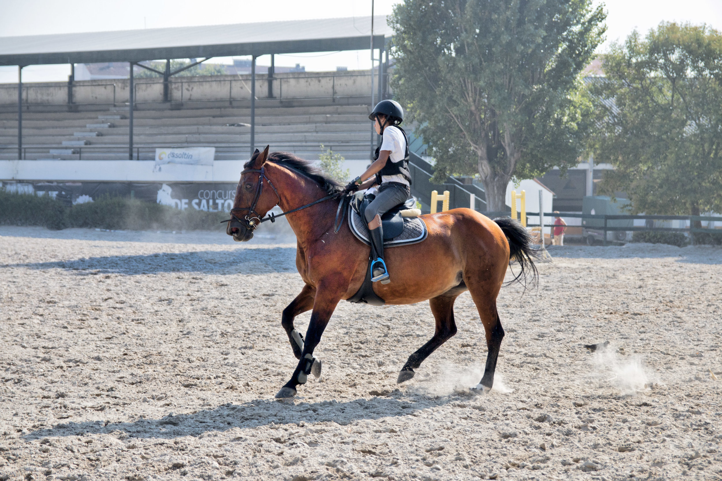 ArzichdaGama_Horses and Equine photography 