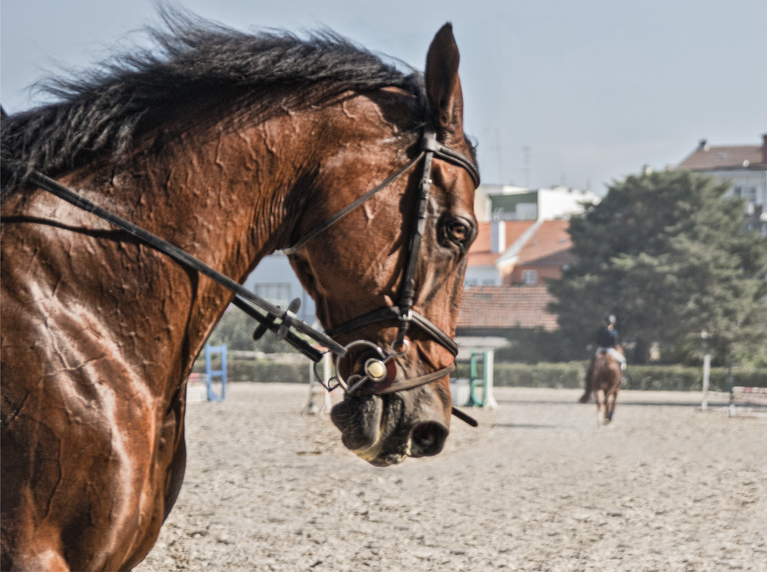 ArzichdaGama_Horses and Equine photography 