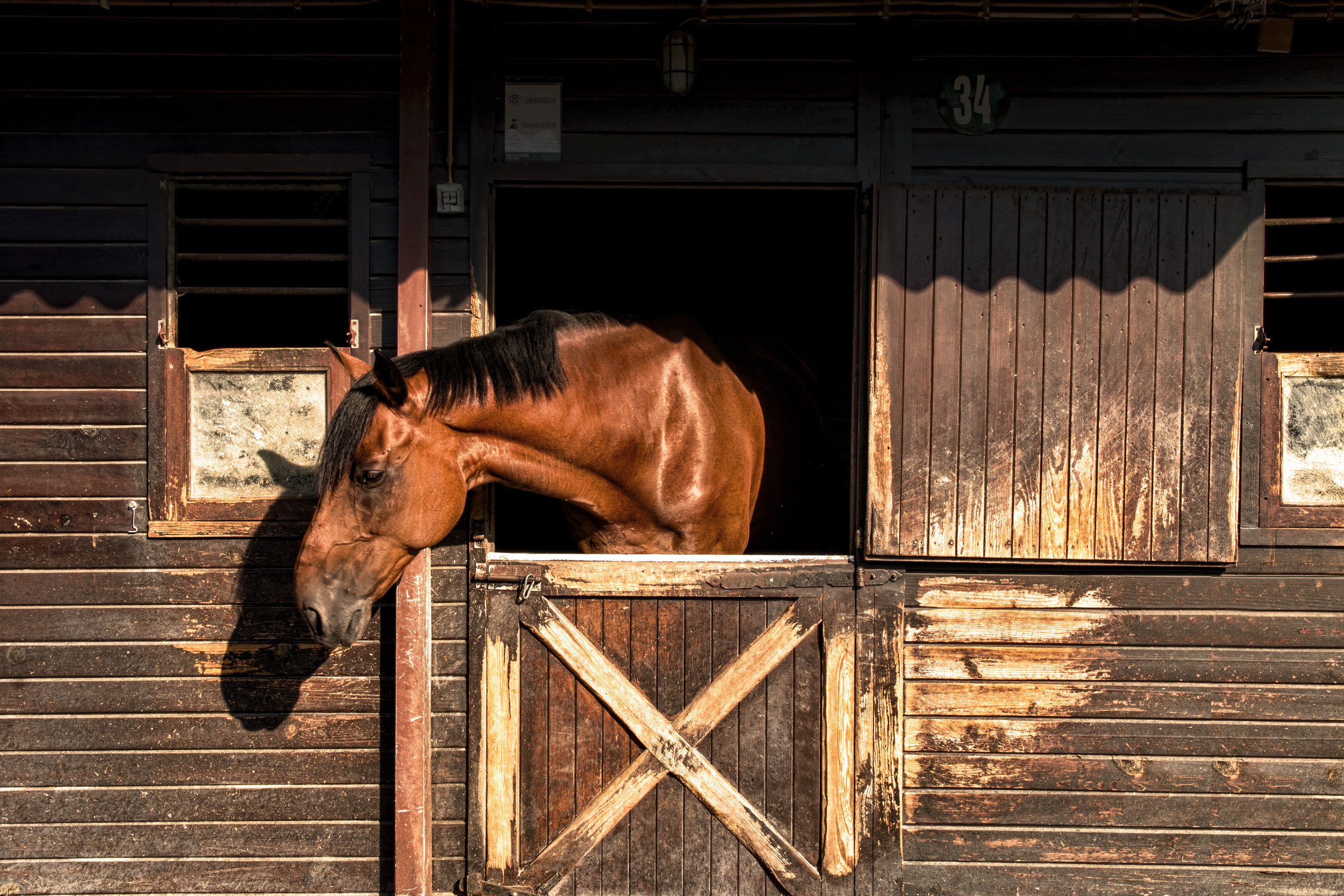 ArzichdaGama_Horses and Equine photography 