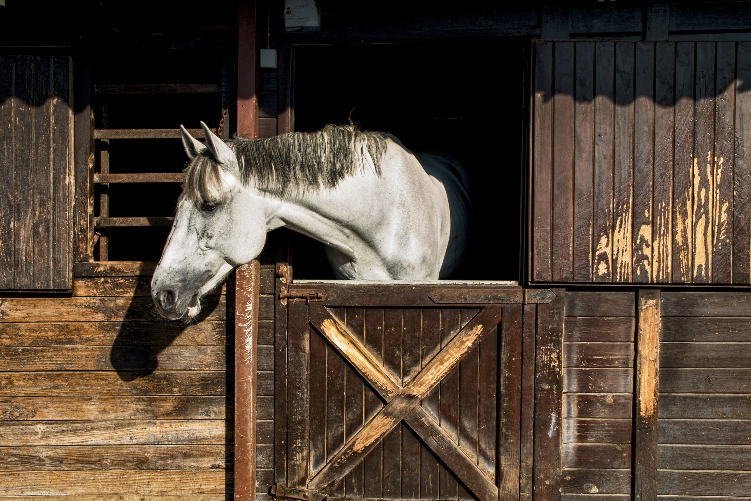 ArzichdaGama_Horses and Equine photography 