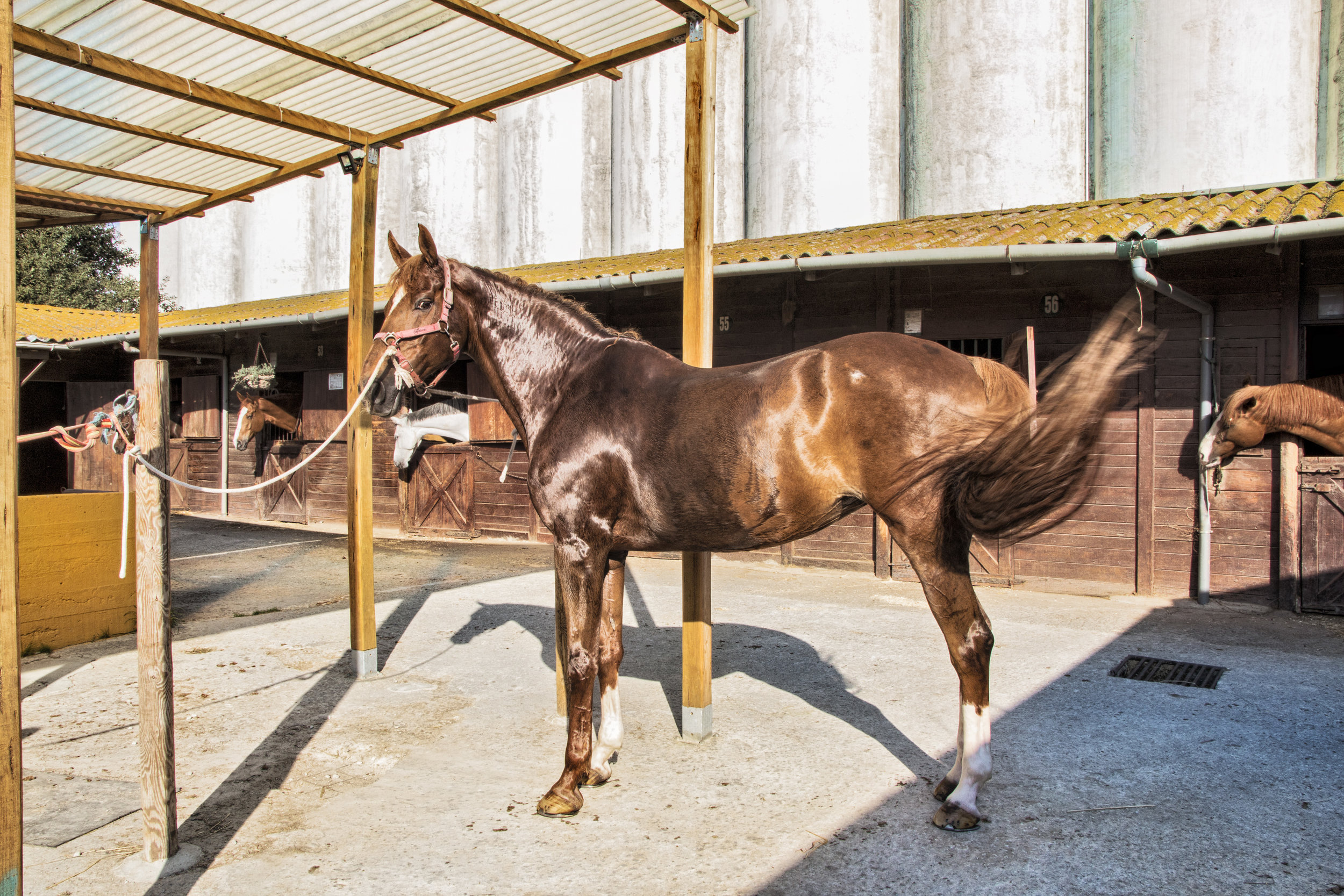 ArzichdaGama_Horses and Equine photography 