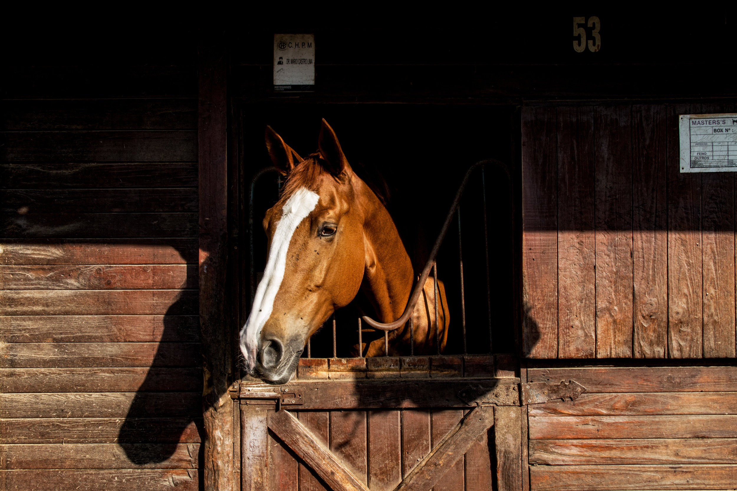 ArzichdaGama_Horses and Equine photography 