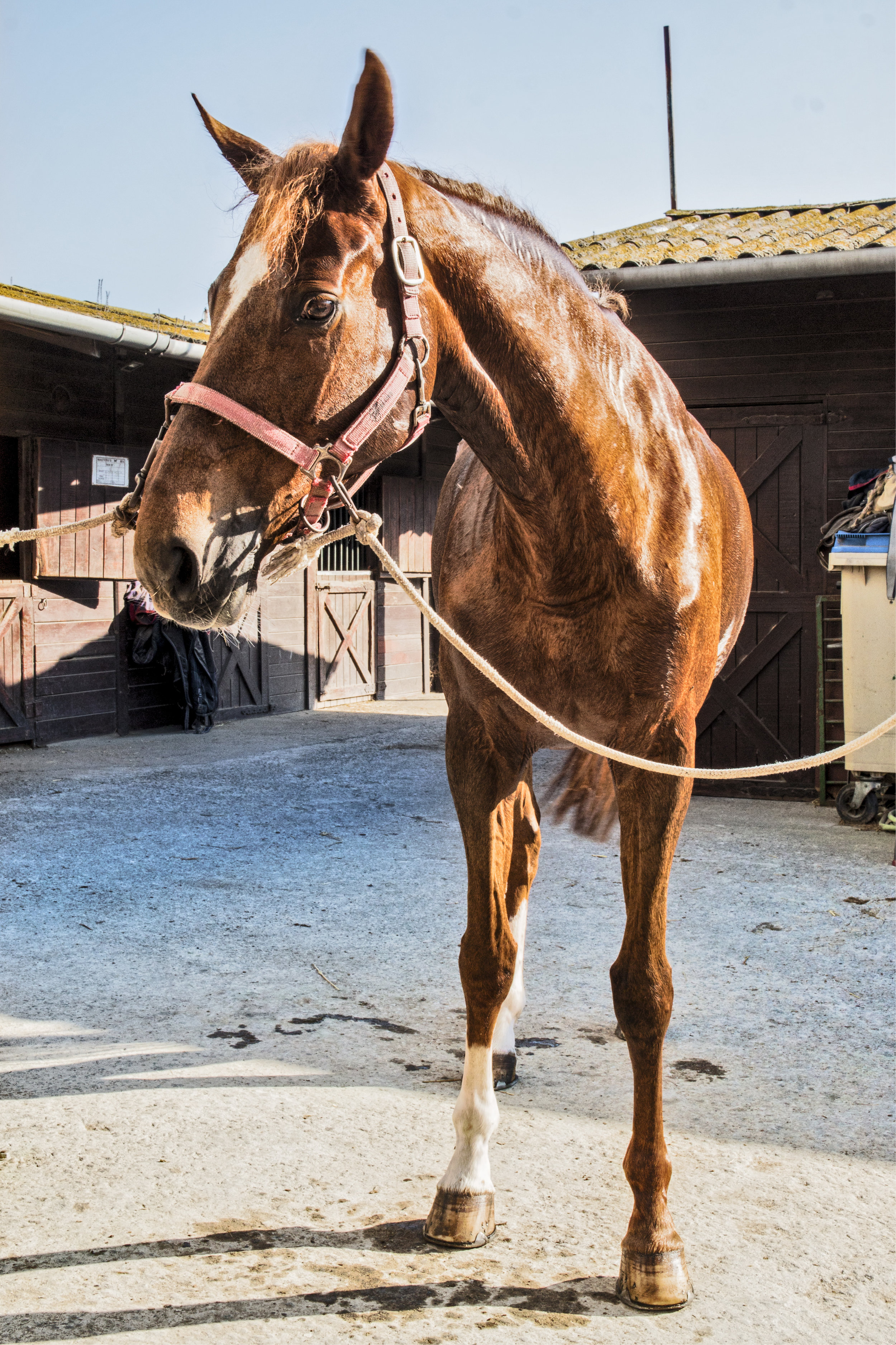 ArzichdaGama_Horses and Equine photography 