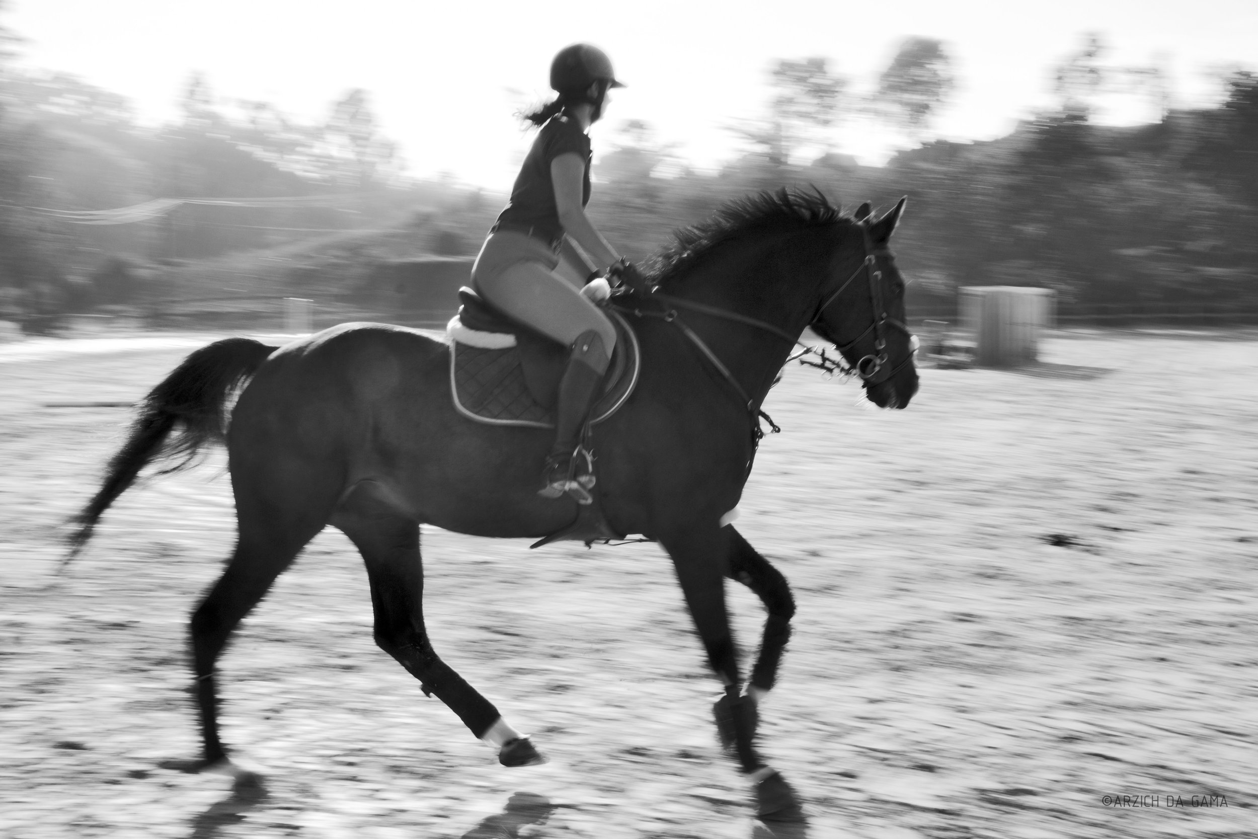 ArzichdaGama_Horses and Equine photography 