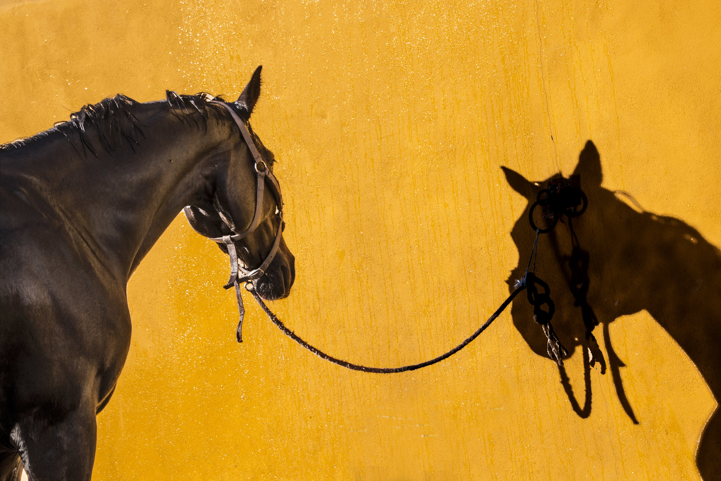 ArzichdaGama_Horses and Equine photography 